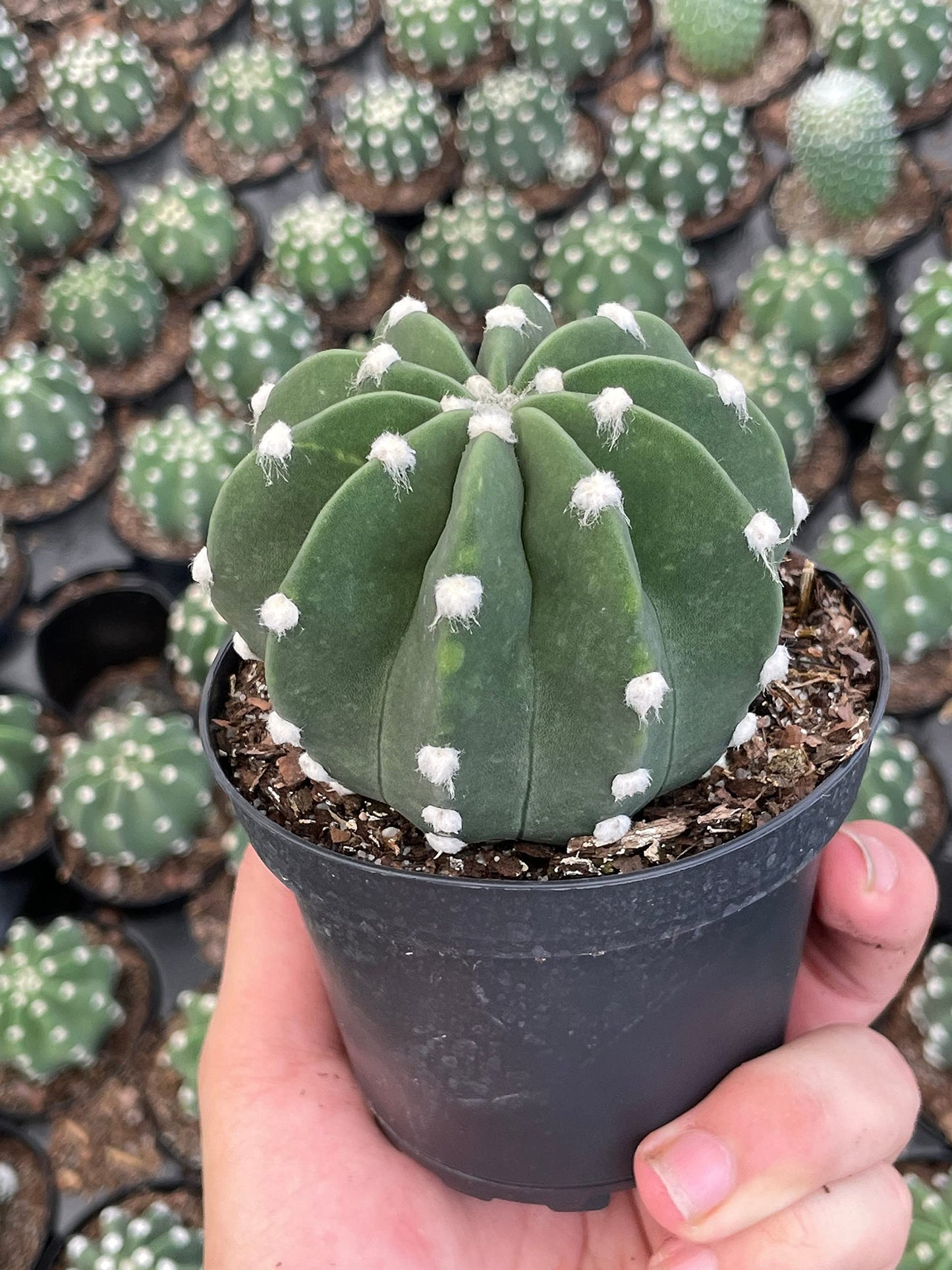 Easter Lily Cactus, Echinopsis subdenudata, Domino Cactus, Sand-Dollar Cactus, Astrophytum Asterias in a 4 inch Pot