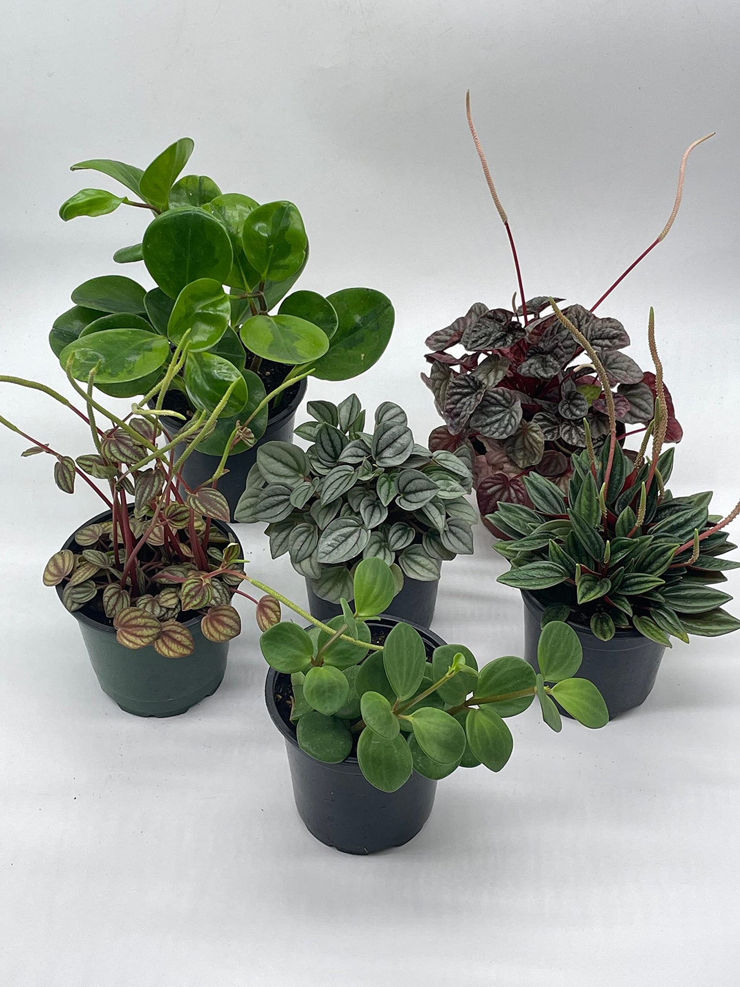 Peperomia Assortment Set, 4 inch pots, Watermelon, Marble, Ripple, Rosso, albviotta, carperata, Variety Assorted Collection
