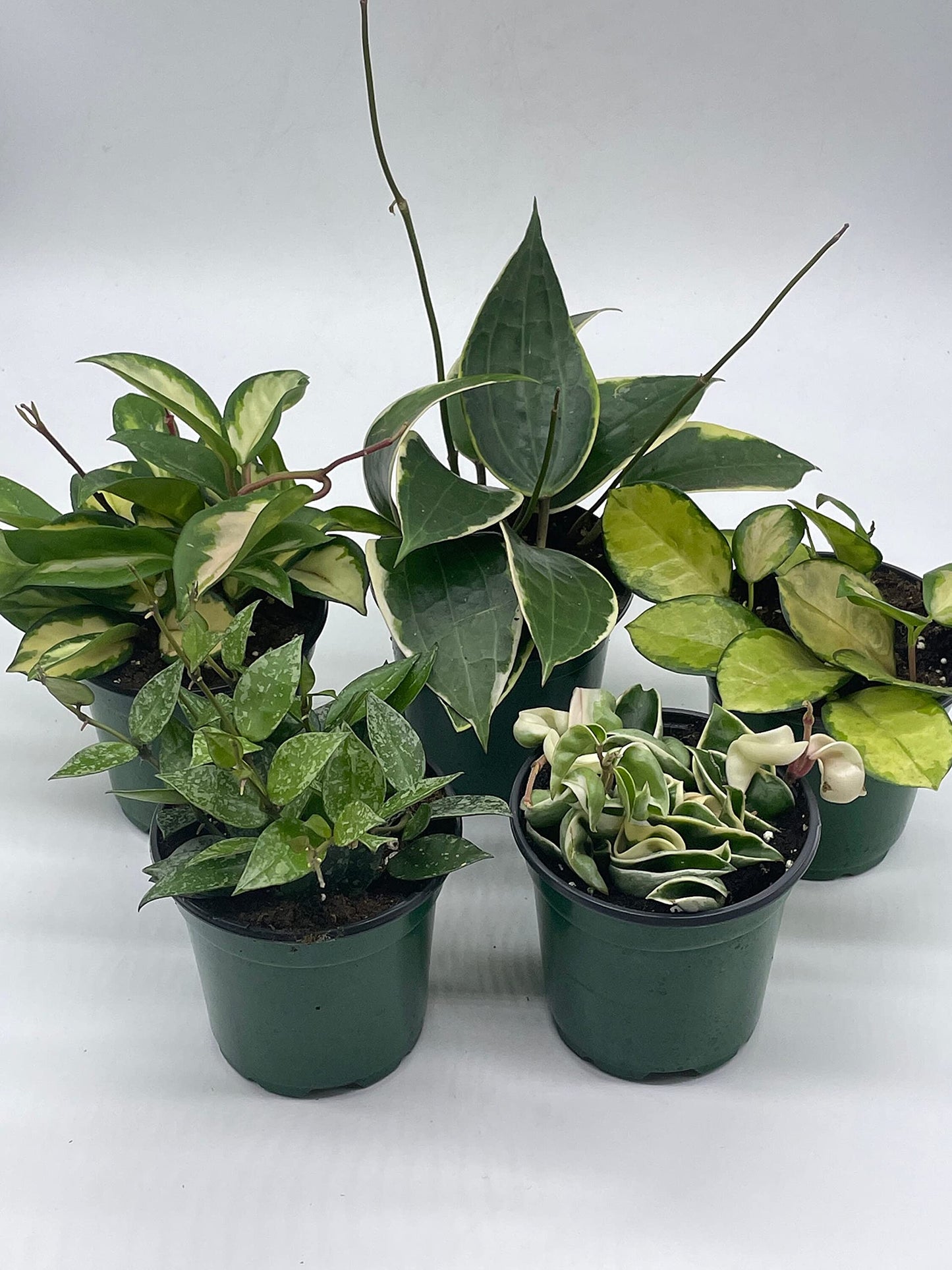 Variegated Hoya Assortment Set, Hindu Rope, Wayetii, Australis, Macrophylla, Krimson Princess, Premium Collector's Gift, in 4 inch pots