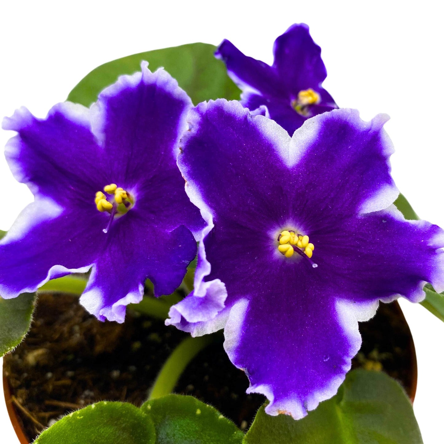 Harmony Foliage VaT King of Peas African Violet Saintpaulia 4 inch