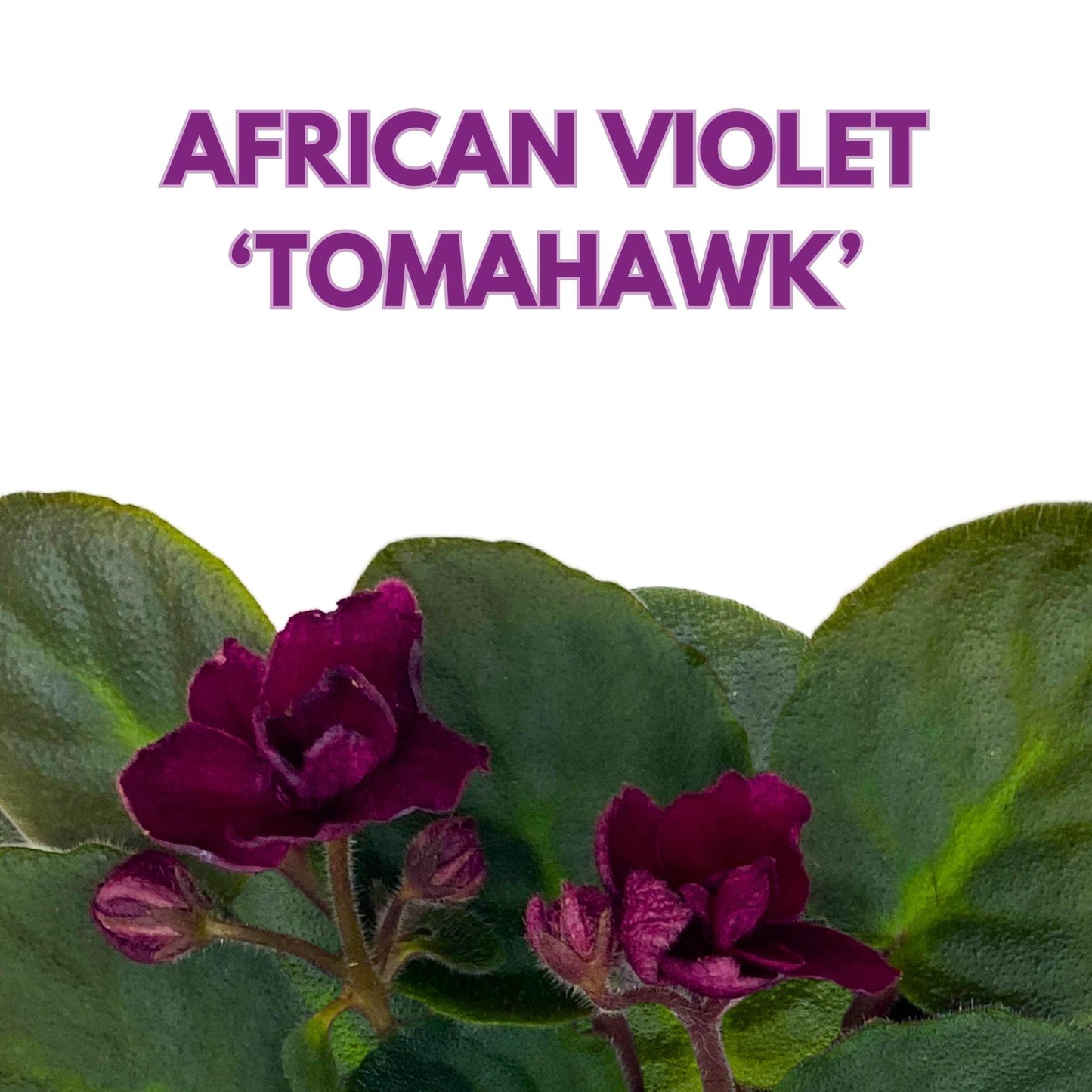 Harmony Foliage Tomahawk African Violet Saintpaulia 4 inch