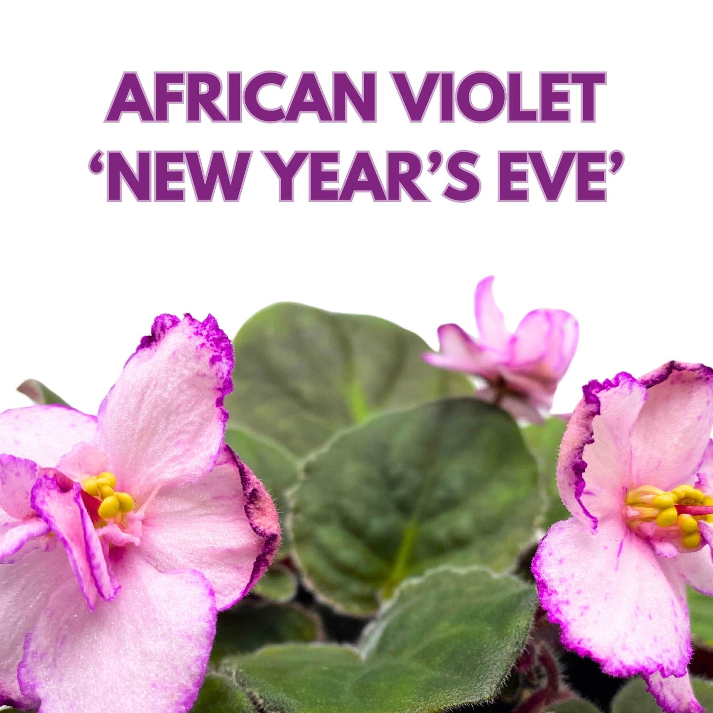 Harmony Foliage New Year's Eve African Violet Saintpaulia 4 inch