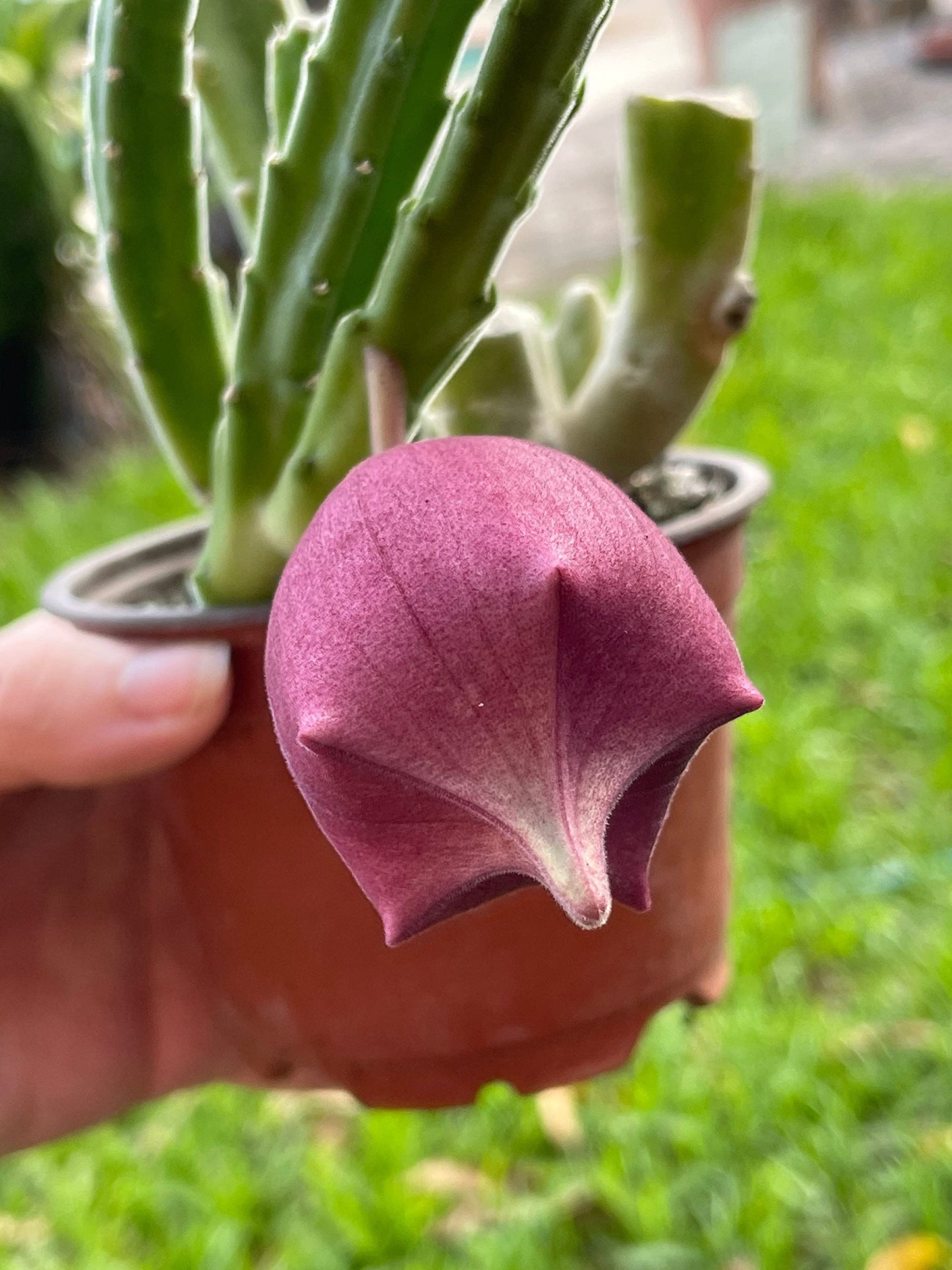 Stapelia leendertziae Black Bell Carrion Flower. Maroon Cup Starfish, huernia spp Black Bells