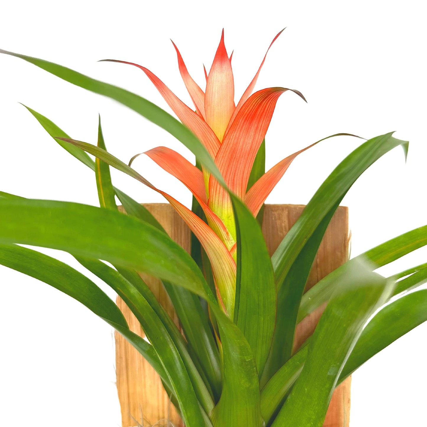 Bromeliad Plaque, Flowering Plant on Cedar Wood Sculpture, Mounted with Moss