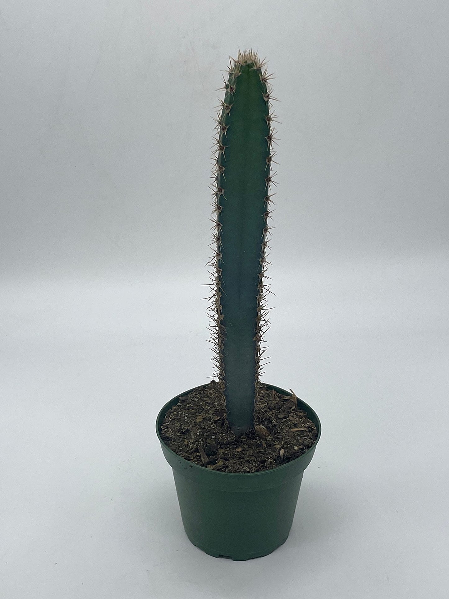 BubbleBlooms Giant Square Blue Columnar Cactus, Squared Column Cacti in a 4 inch Pot Pilosocereus pachycladus