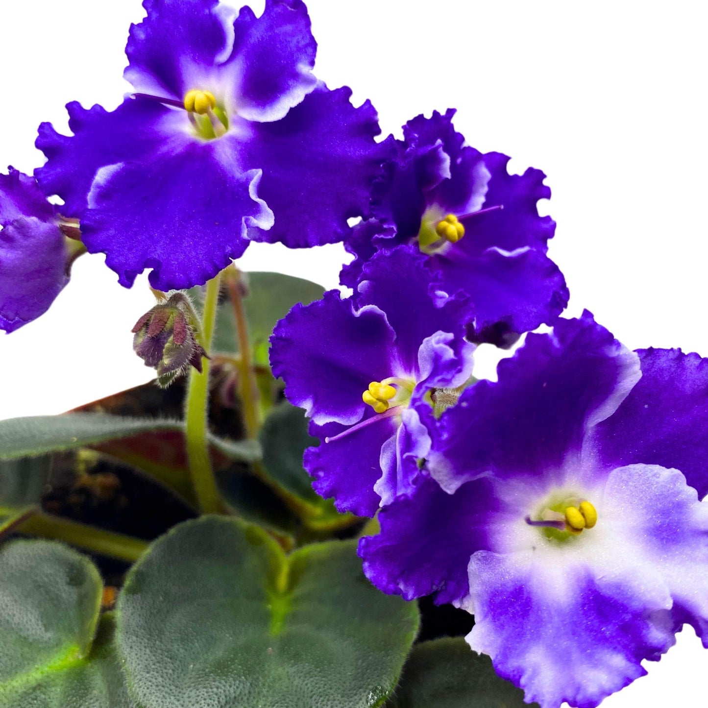 Harmony Foliage Snow Edelweiss African Violet Saintpaulia 4 inch