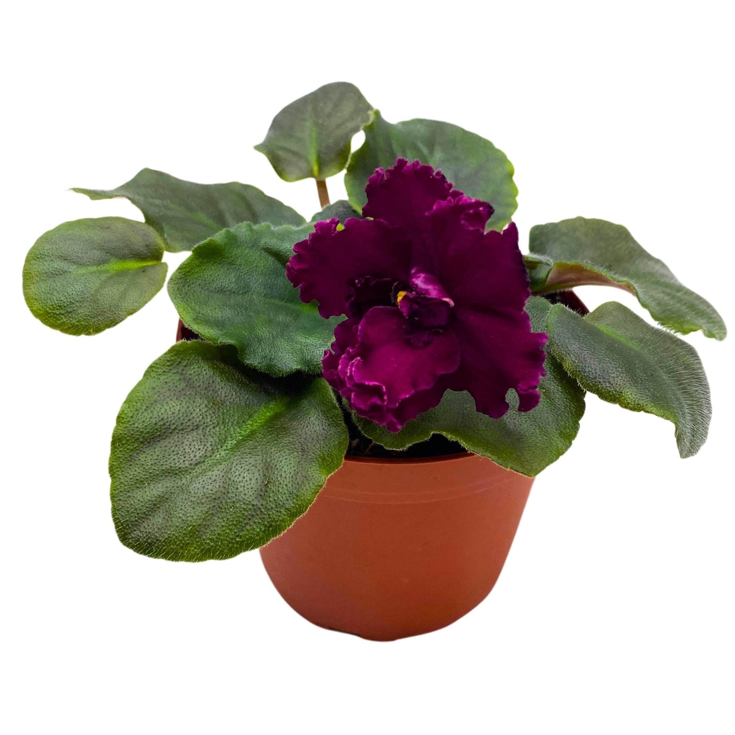 Harmony Foliage VaT Dark Wine African Violet Saintpaulia 4 inch