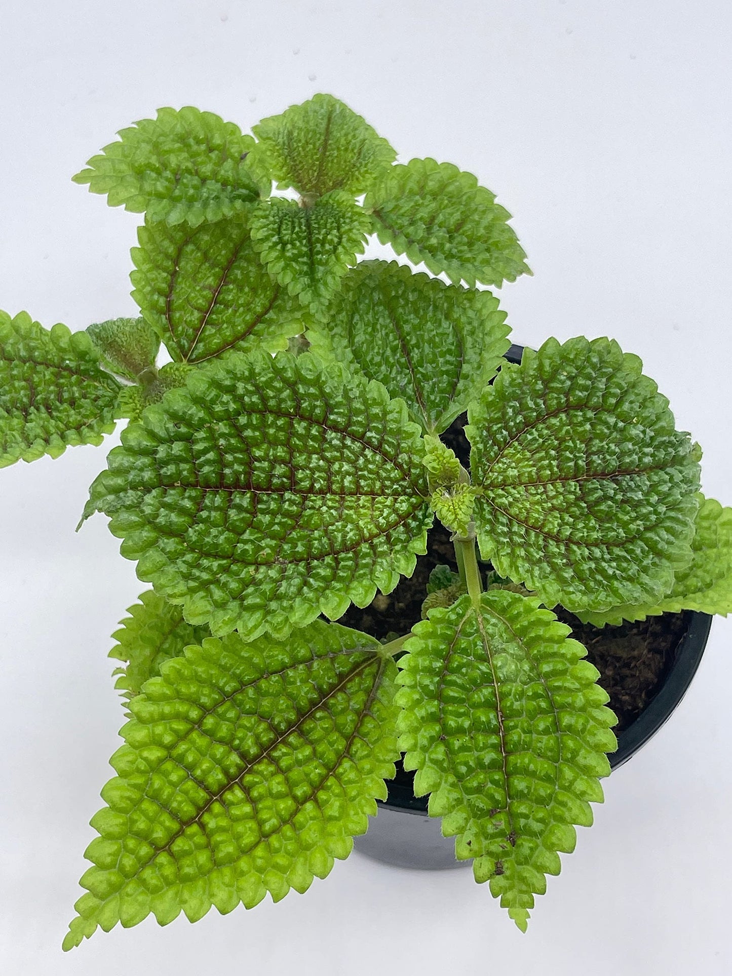 Moon Valley Pilea, 4 inch Pilea Mollis