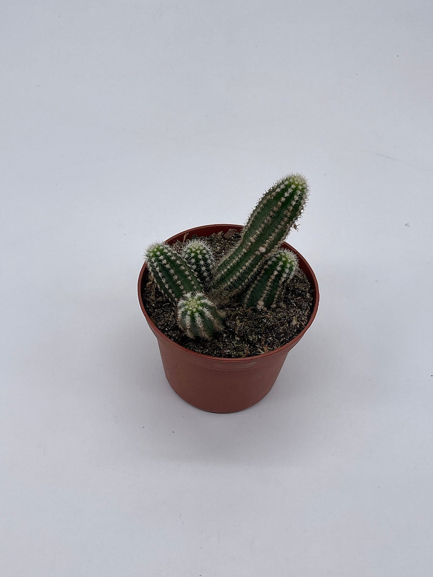 Peanut Cactus, 3 inch, Echinopsis Chamaecereus