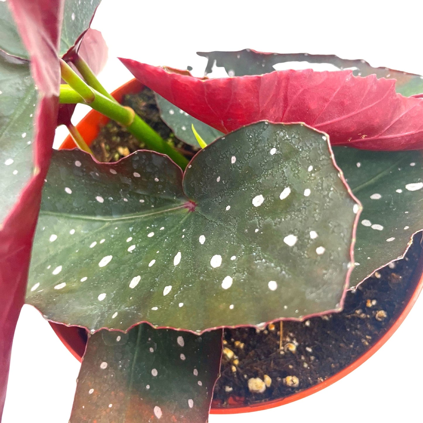 Harmony's Dark Angel, Angel Wings Polka dot Begonia Rex, 6 inch, Very Rare Homegrown Exclusive Unique Variegated Begonia