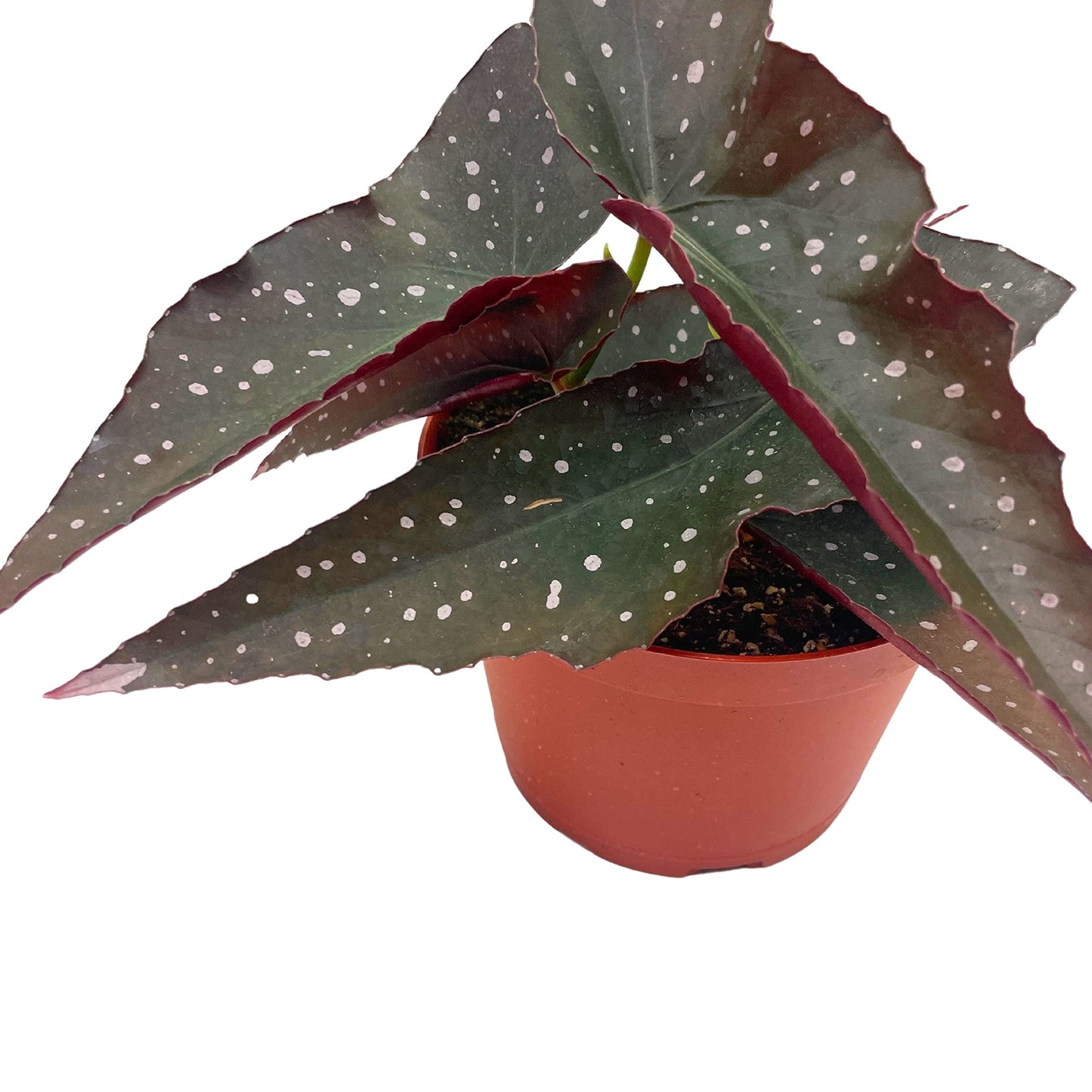 Harmony's Dark Angel, Angel Wings Polka dot Begonia Rex, 6 inch, Very Rare Homegrown Exclusive Unique Variegated Begonia