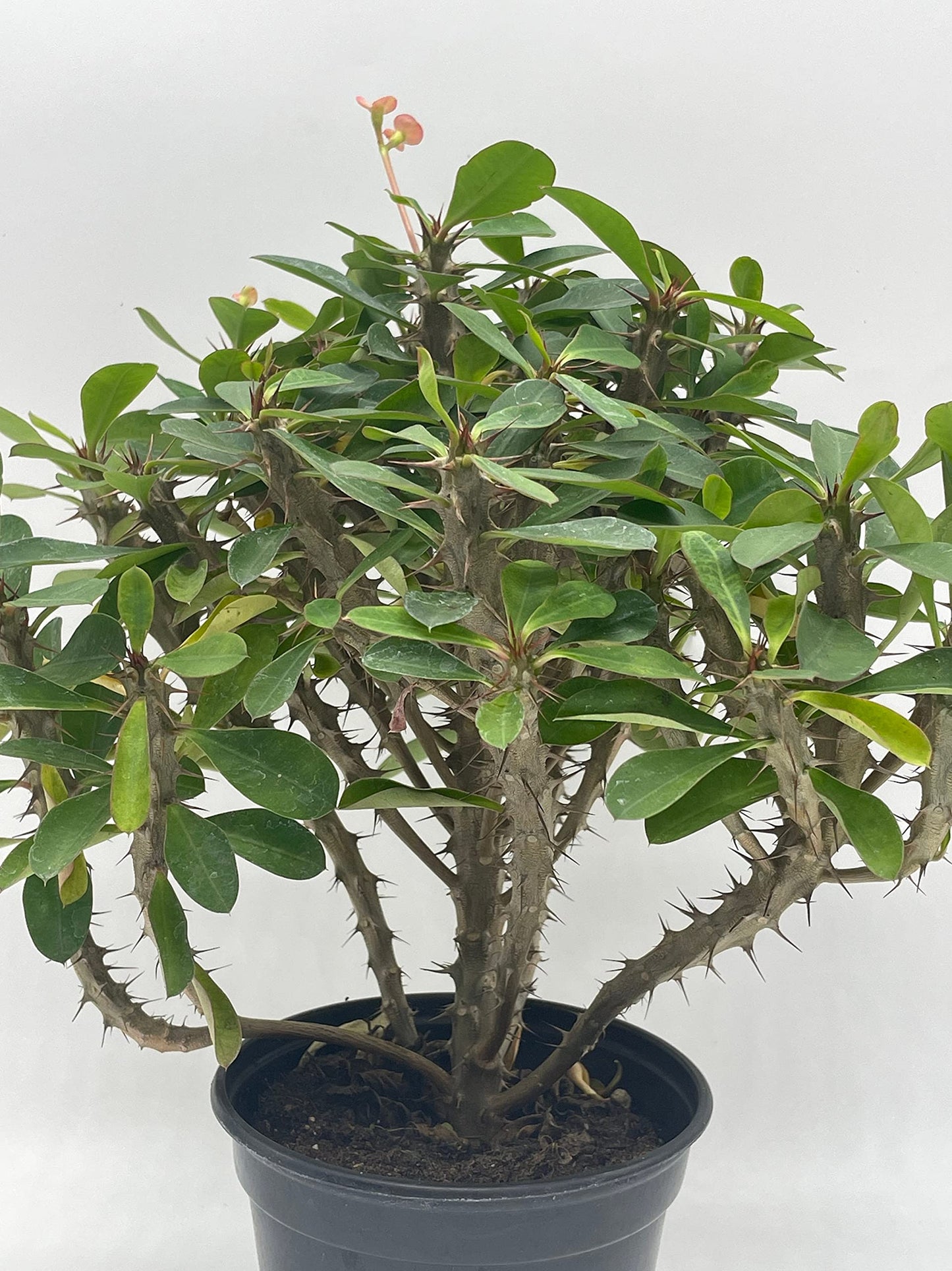 Crown of Thorns, Euphorbia milii, Madagascar Christ Thorn in a 4 inch Pot,