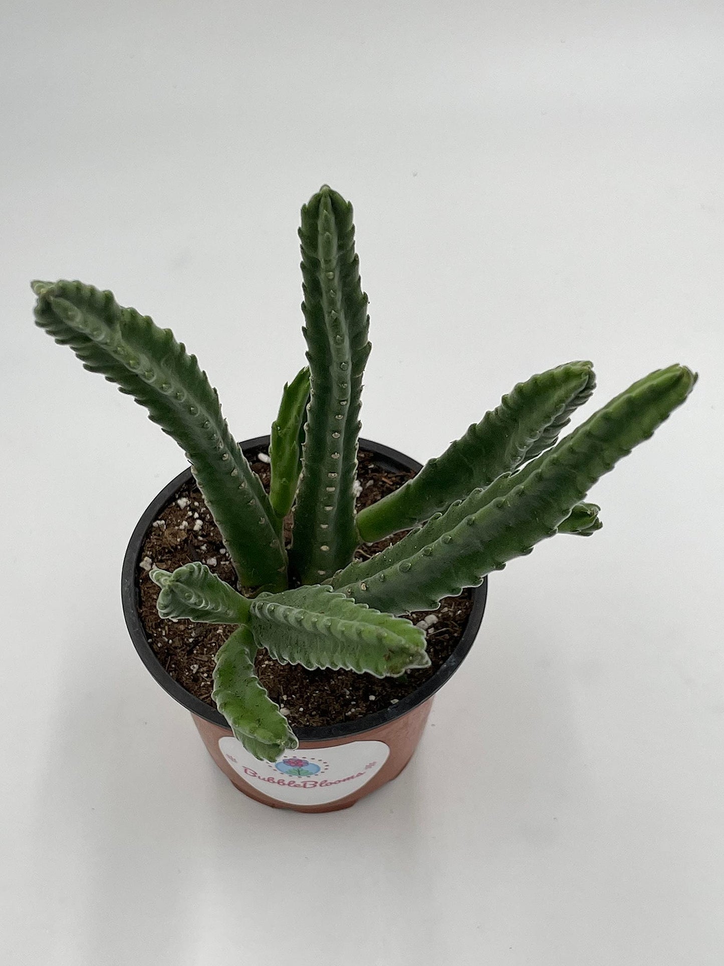 Stapelia leendertziae Black Bell Carrion Flower. Maroon Cup Starfish, huernia spp Black Bells