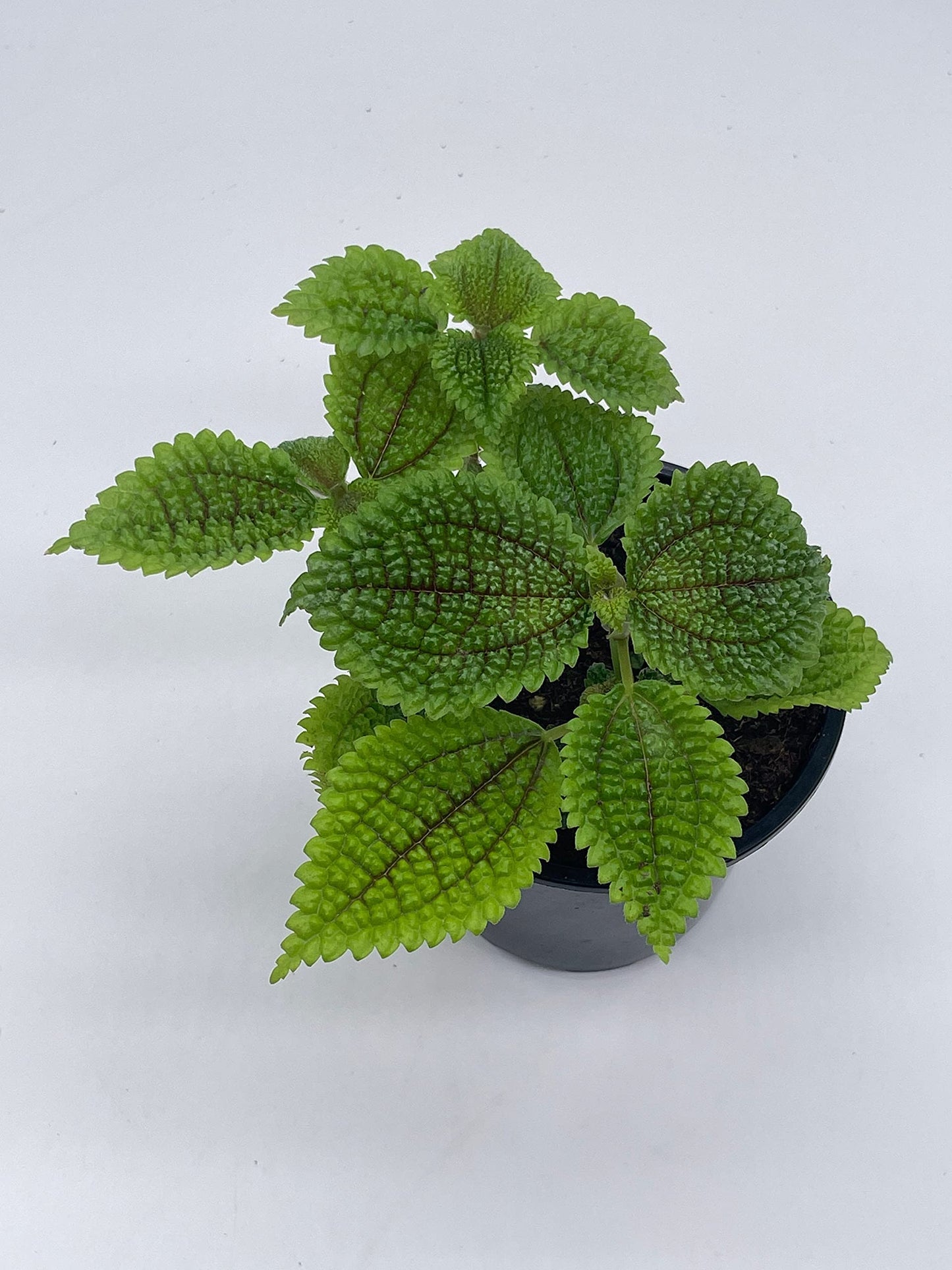 Moon Valley Pilea, 4 inch Pilea Mollis