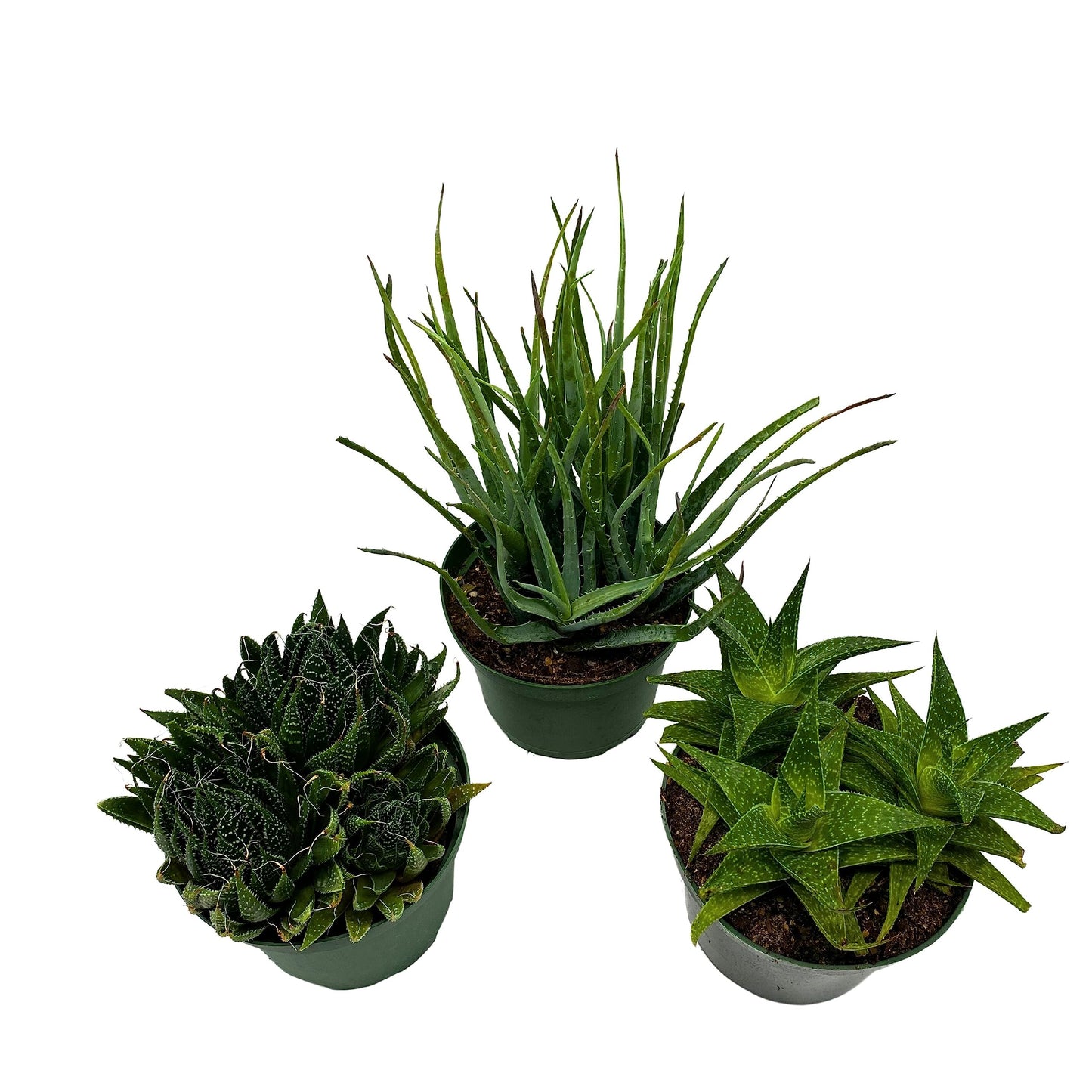 Aloe Assortment, Aloe Variety Set of 3, Grower's Choice in 6 inch pots
