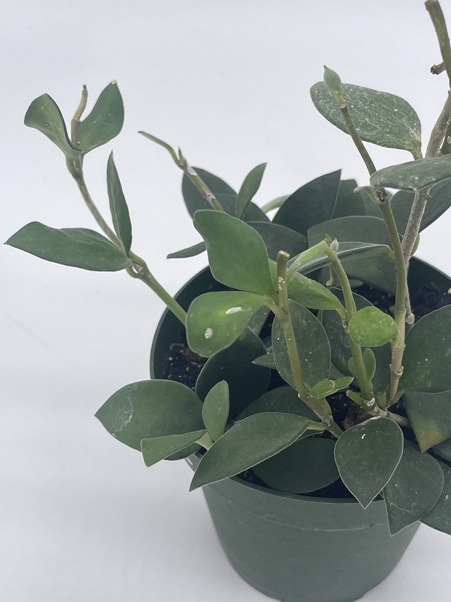Hoya Pubera, 4 inch, Nummularioides Picta, Rare Fuzzy Leaves Hoya