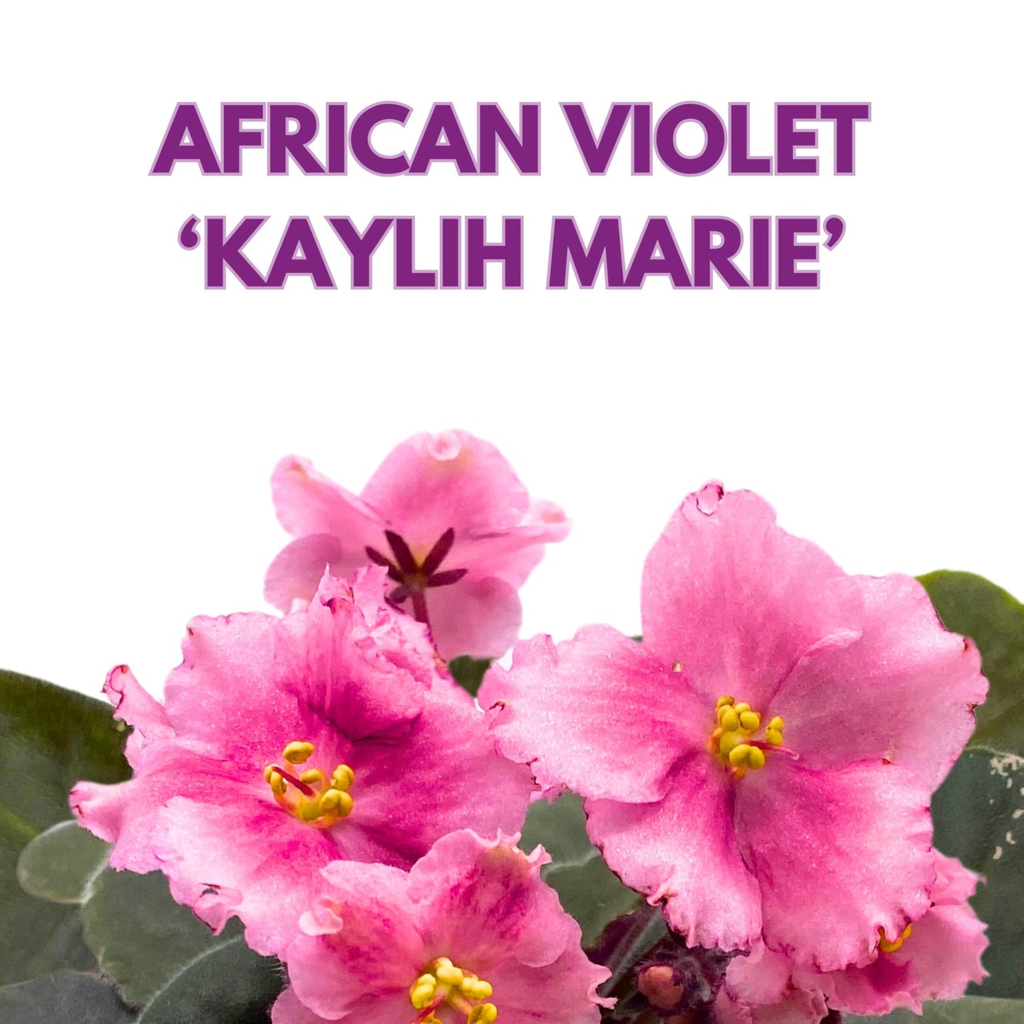 Harmony Foliage Kaylih Marie African Violet 4 inch