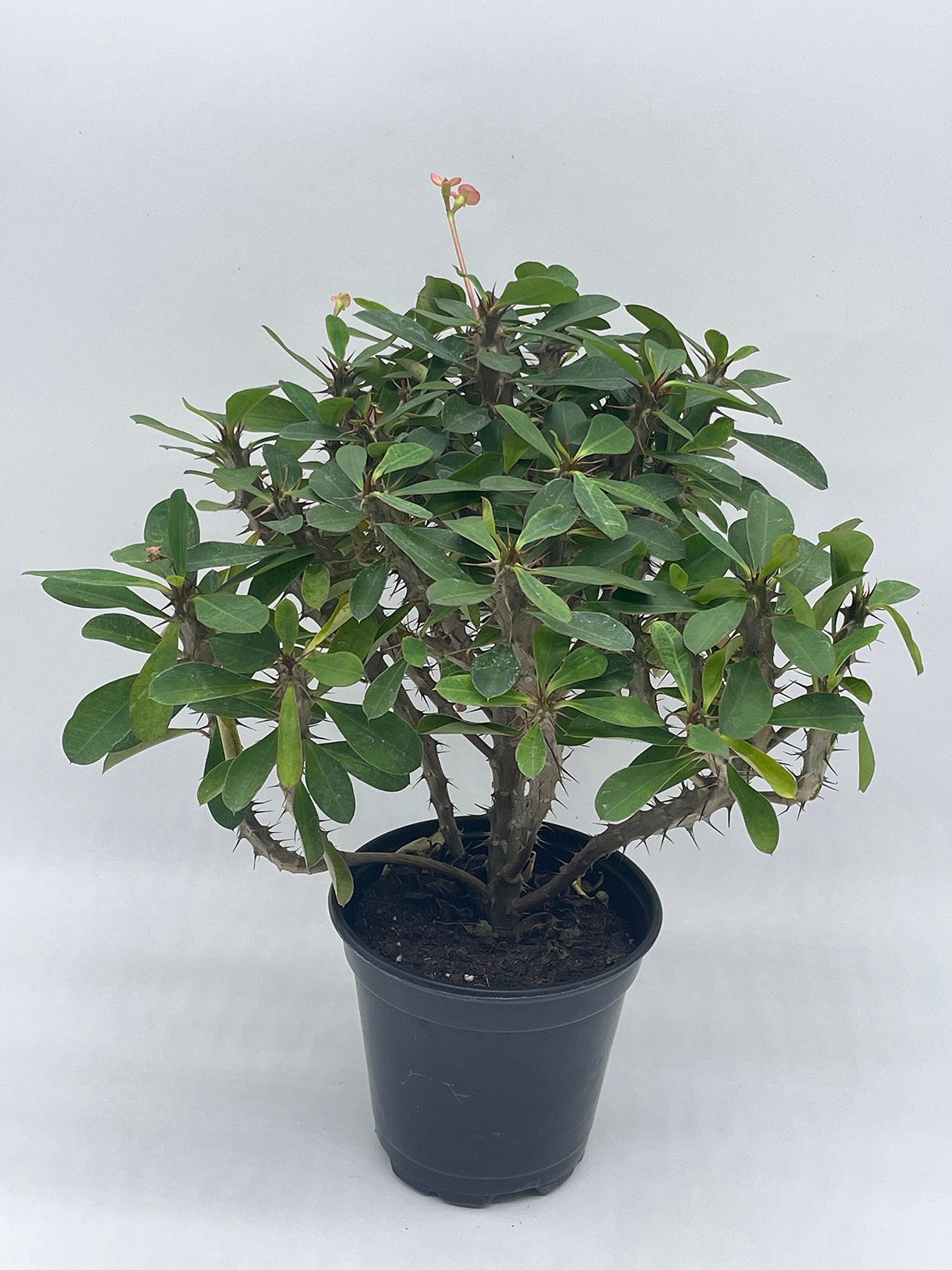 Crown of Thorns, Euphorbia milii, Madagascar Christ Thorn in a 4 inch Pot,