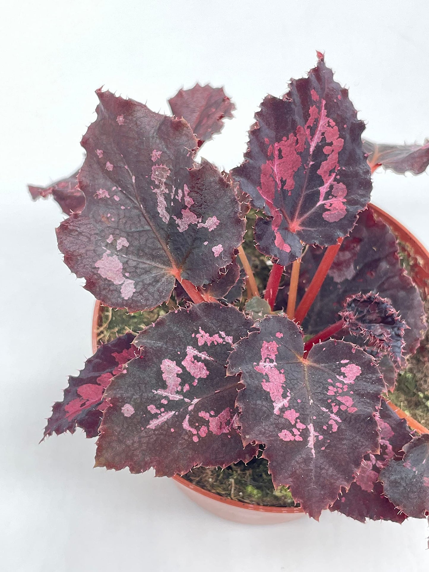 BubbleBlooms Harmony's Black Heart, Black Beauty, Begonia Rex, 4 inch, Painted-Leaf Begonia, Unique Homegrown Exclusive