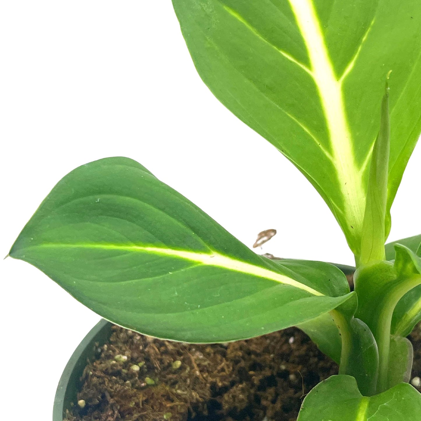 dieffenbachia 'green magic BubbleBlooms Dieffenbachia Green Magic in a 4 inch Pot – Florida House Plants