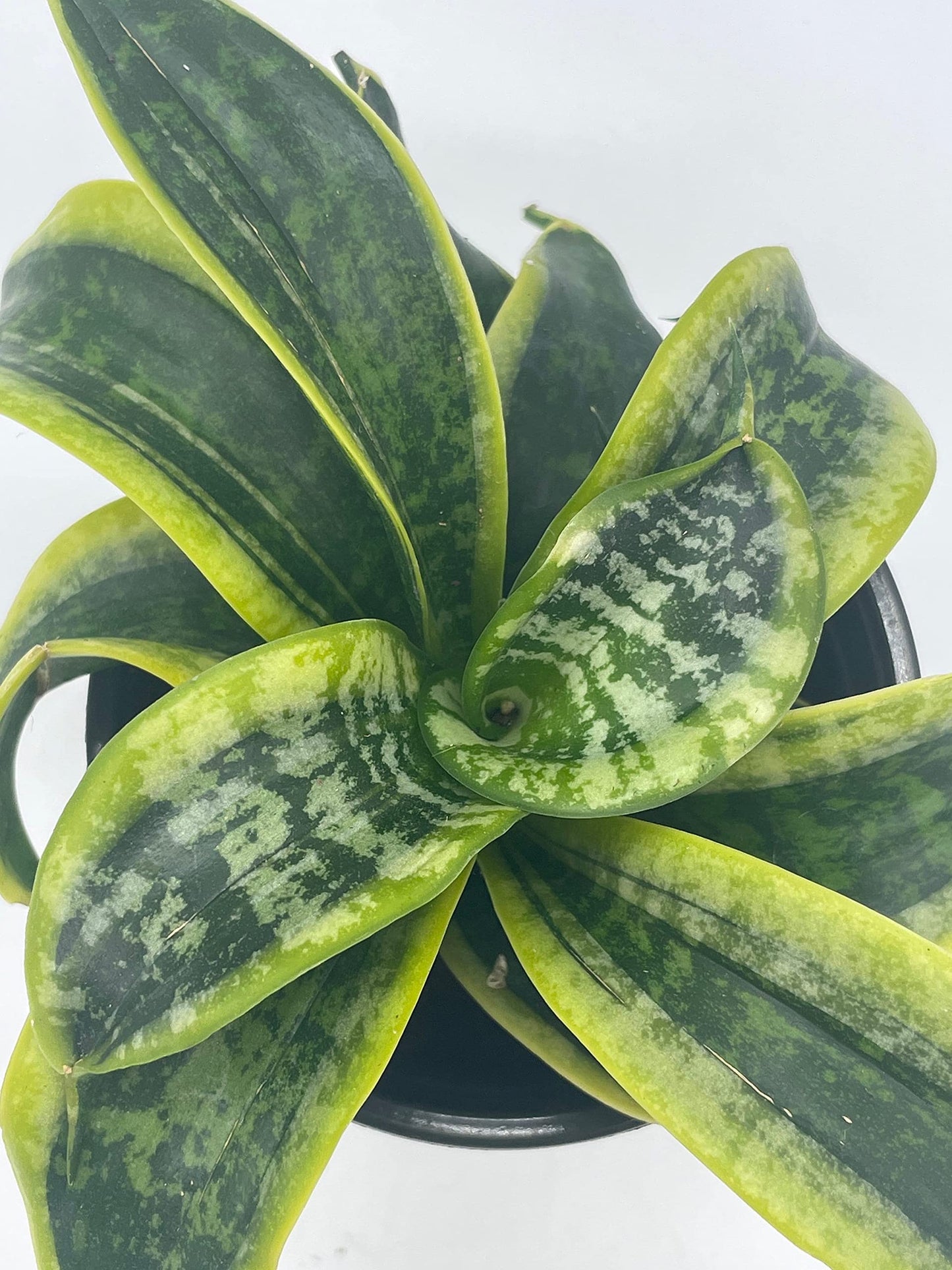 Sansevieria Twist, trifasciata, Twisted Sister, Rare Variegated Snake Plant in 4 inch Pot