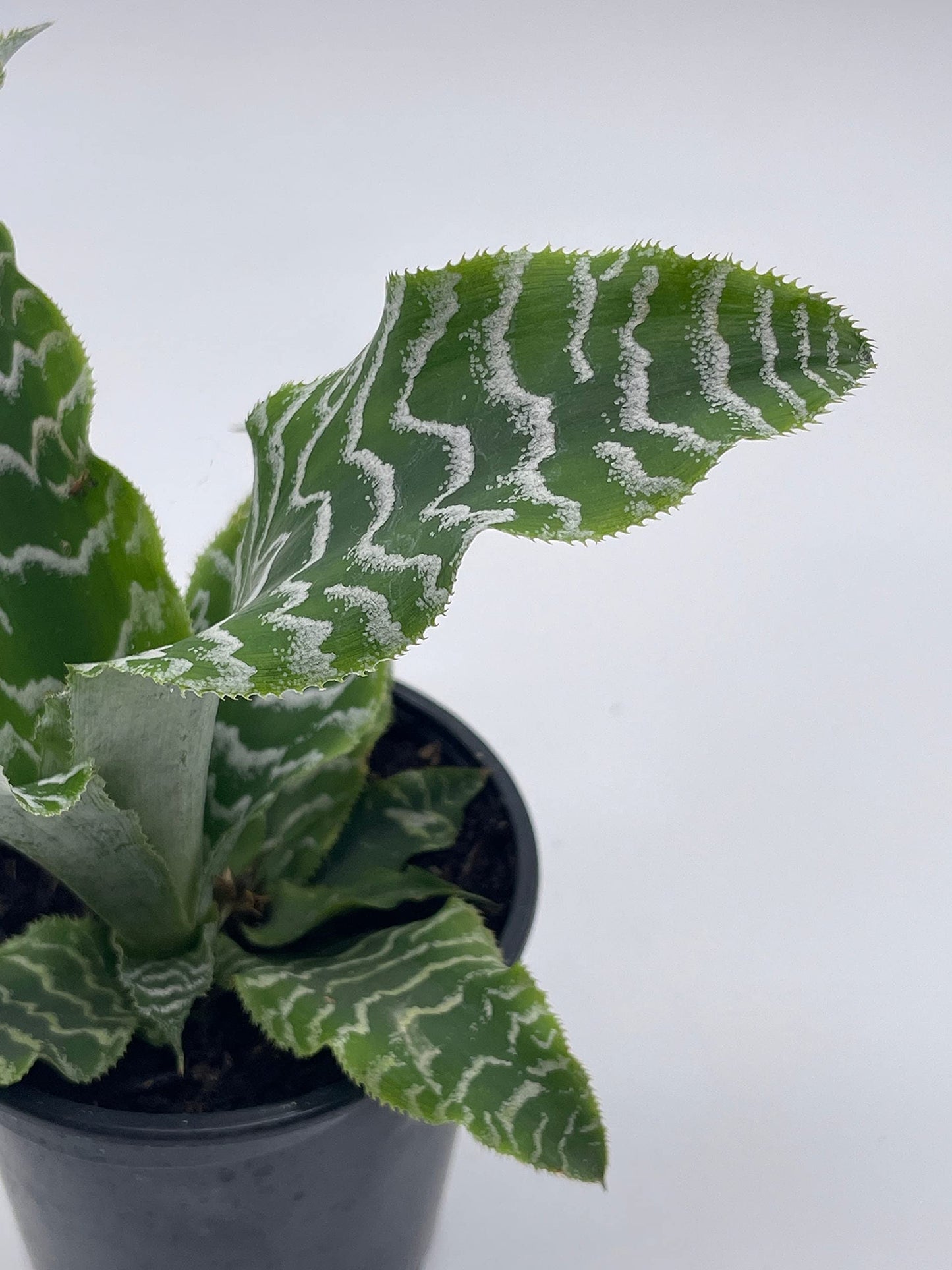 Cryptanthus Fosterianus, 4 inch, Zebra Earth Star