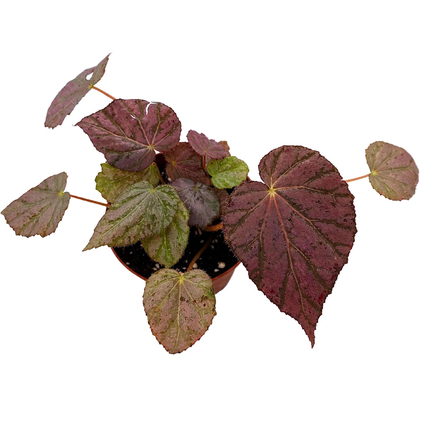 BubbleBlooms Harmony's Stormy Sunset Begonia, Passing Storm Begonia, Silver and Pink Begonia Rex in 4 inch Pot, Tear-Shaped Leaves