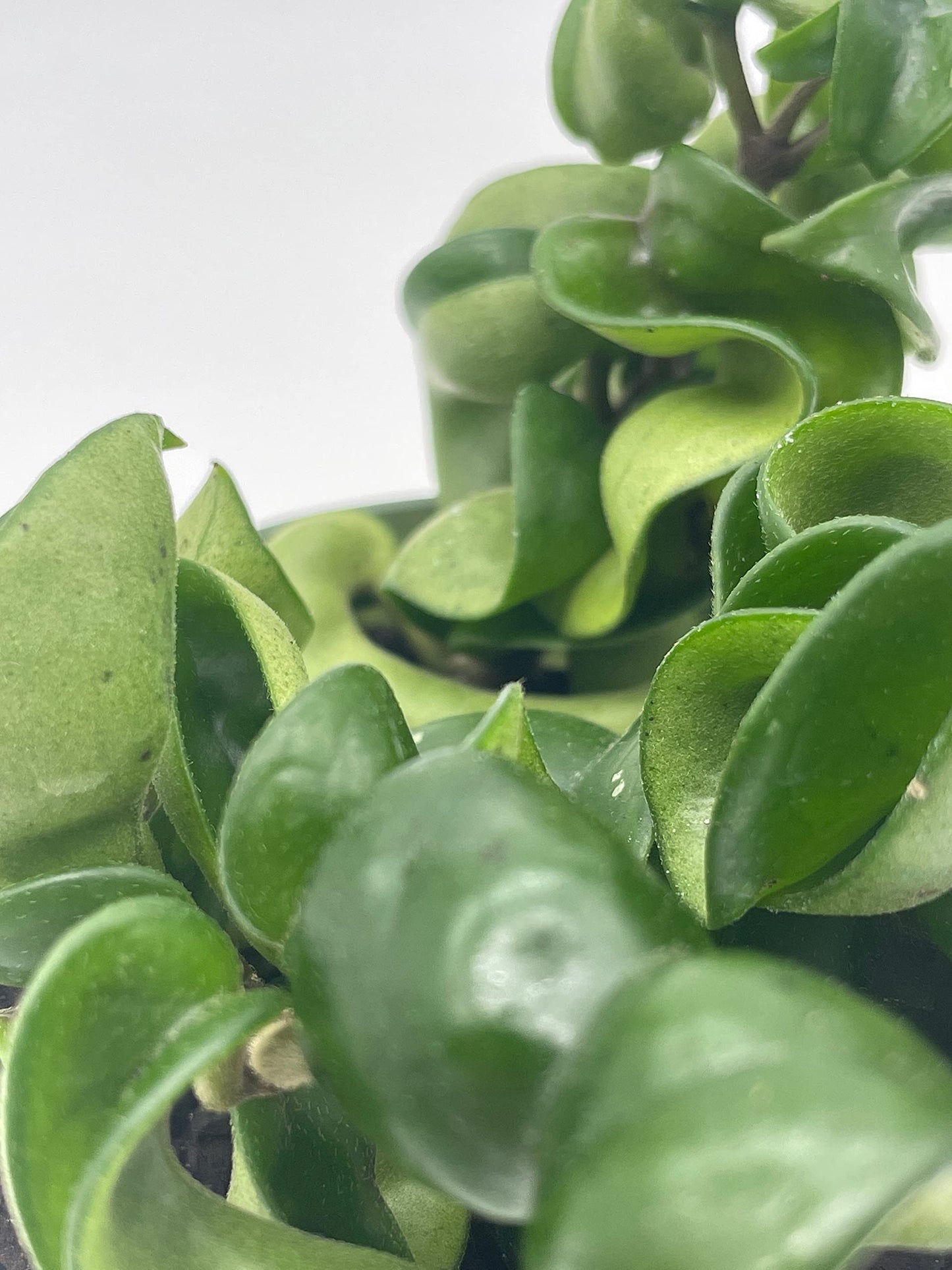 Hoya Hindu Rope Carnosa Compacta, Krinkle Kurl, 4" Potted Starter, Honeyplant Waxplant Porcelain Flower