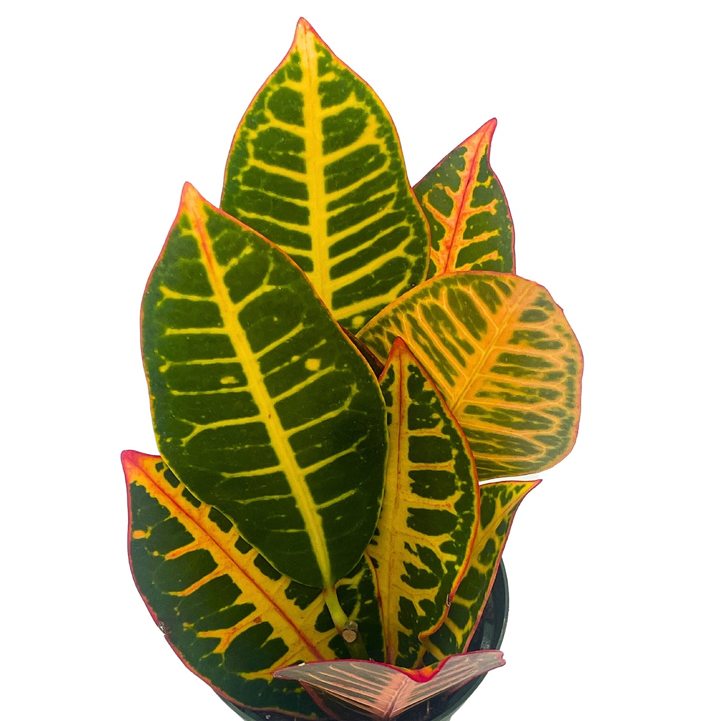 Variegated Croton, 4 inch Large Leaf Codiaeum variegatum