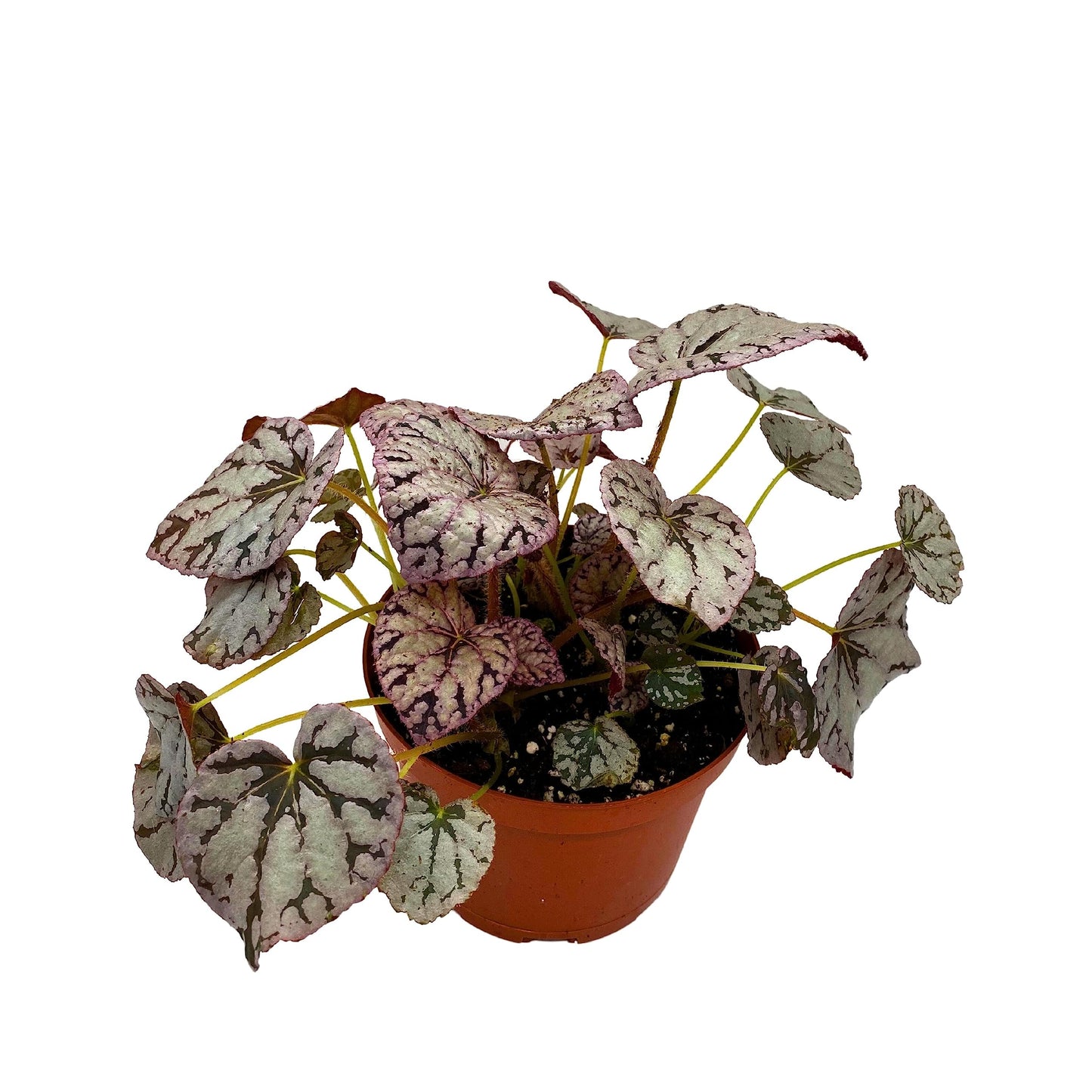 Harmony's BubbleBlooms Silver Dollar Begonia, King Begonia, Painted Begonia, Painted Leaf Begonia Rex in 6 inch Pot