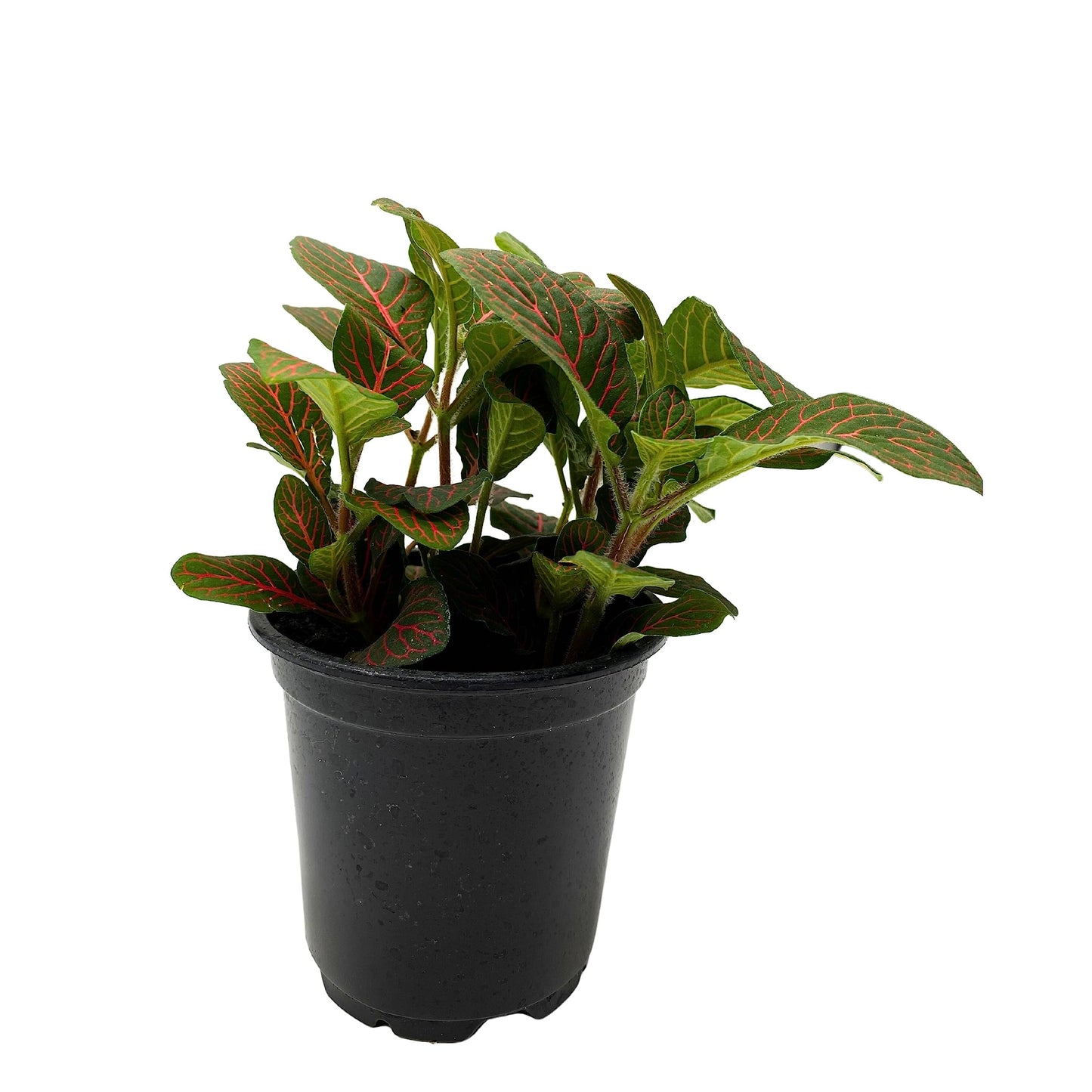 Red Nerve Plant, Fittonia Verschaffeltii, Ruby Red Mosaic Plant, Super Red Fittonia in 4 inch Pot