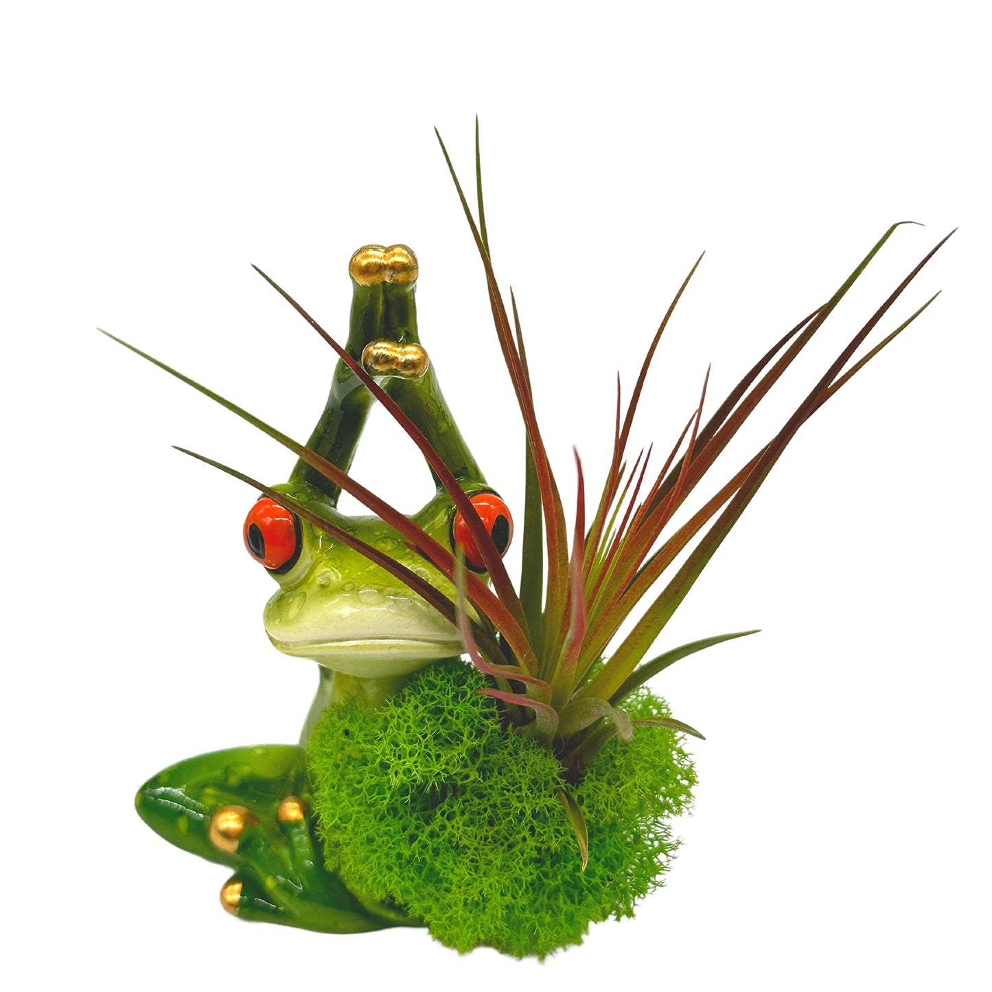 BubbleBlooms Resin Yoga Frog Air Plant Sculpture Tillandsia Planted in Hand Made Art Assorted Set of 2