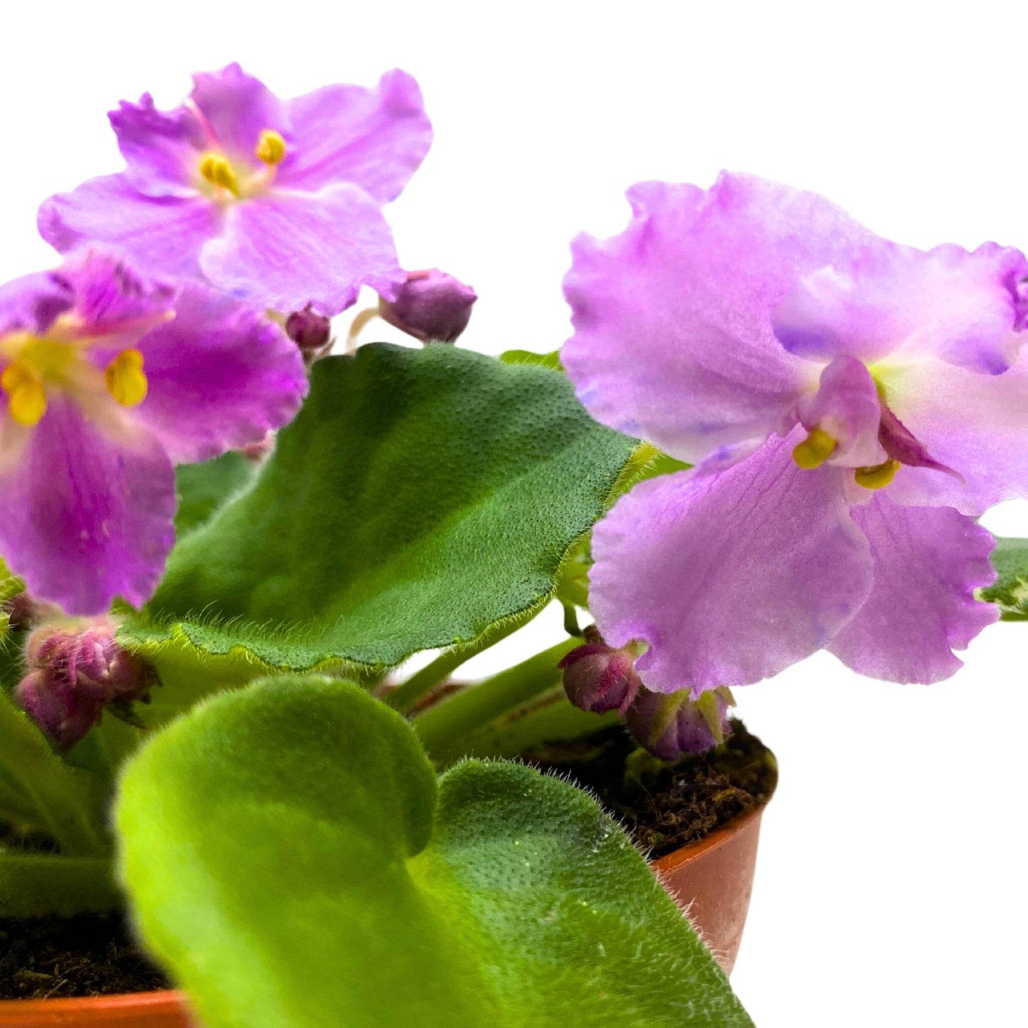 Harmony Foliage K's Lilac Infusion African Violet Saintpaulia 4 inch