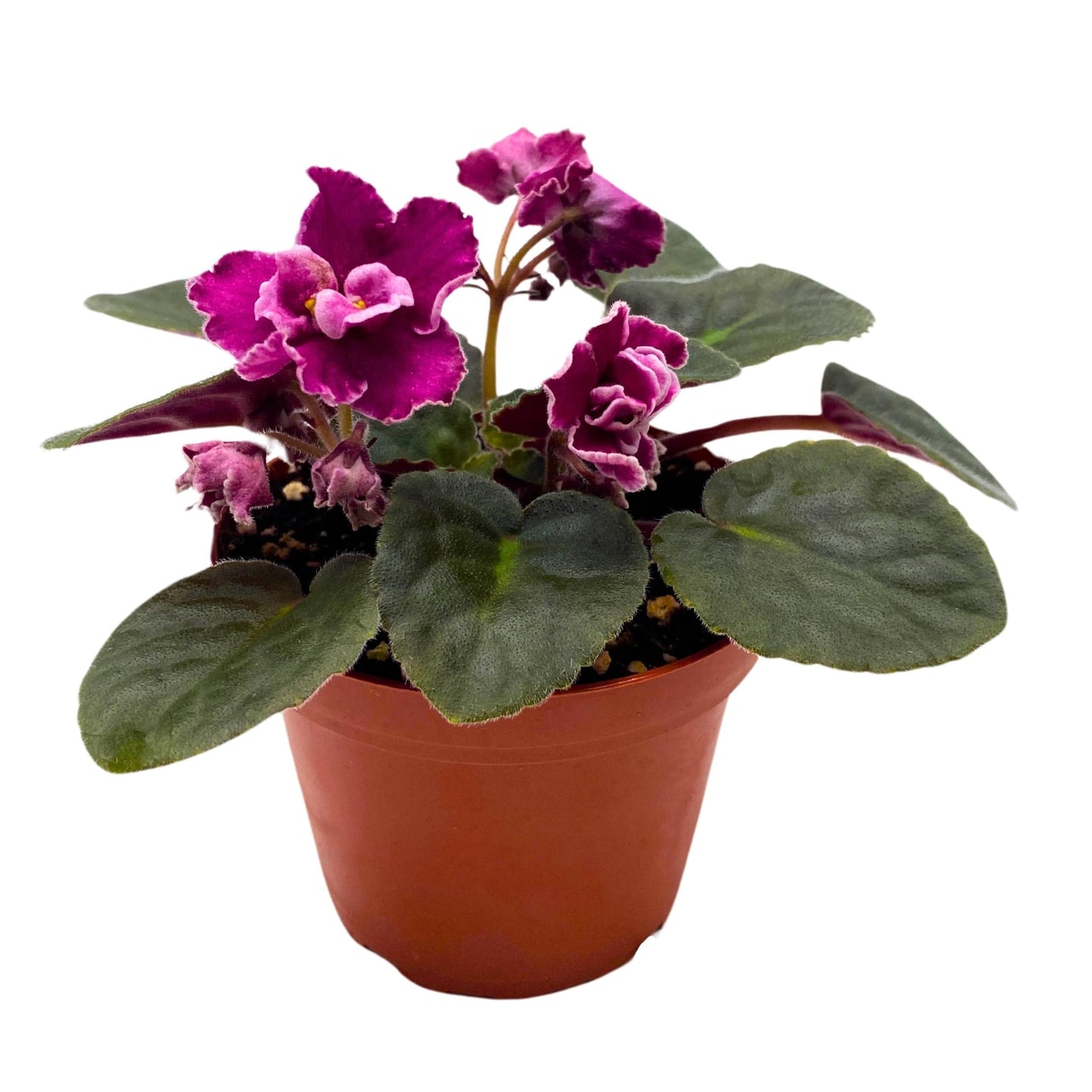 Harmony Foliage Rumba Red African Violet 4 inch