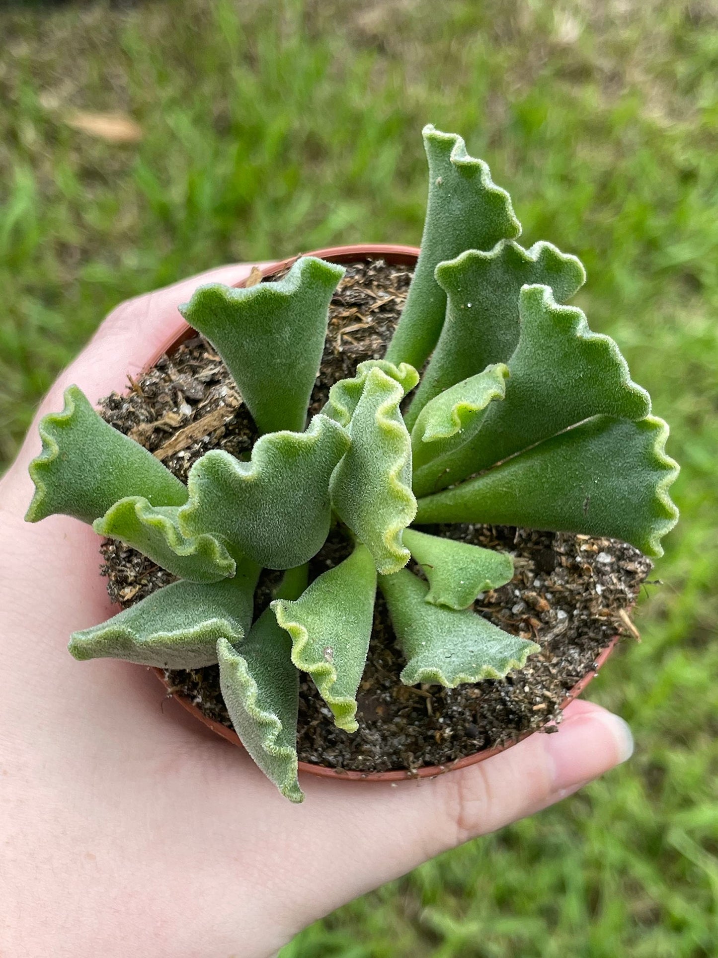 Crinkle Leaf Plant, Very Filled 3 inch Pot, Adromischus cristatus, Key Lime Pie Succulent