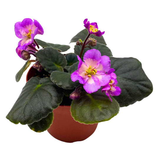 Harmony Foliage Hawaiian Pearl African Violet Saintpaulia 4 inch