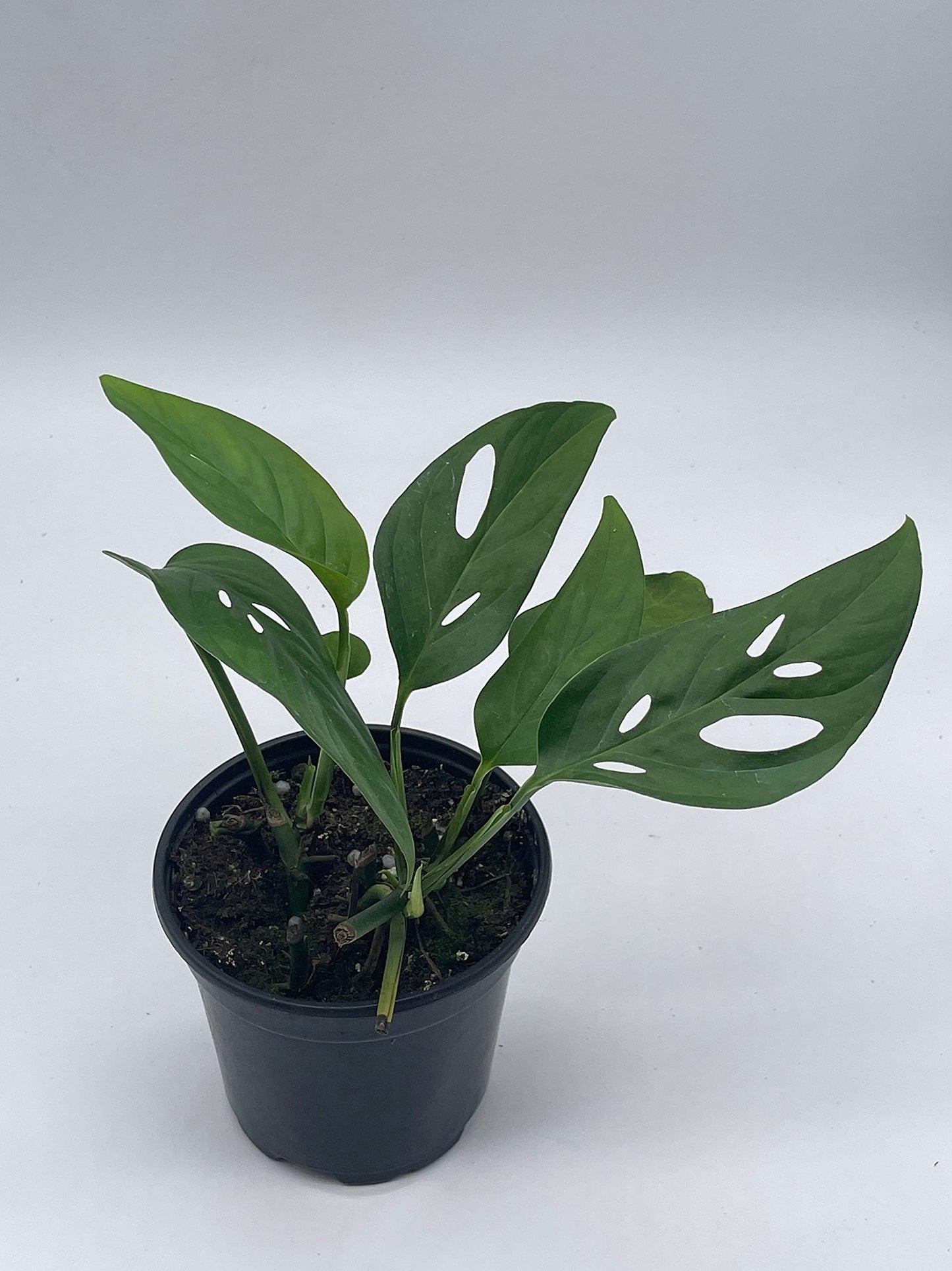 Monstera Adansonii Narrow, 4 inch, Swiss Cheese, Narrow-Leaved