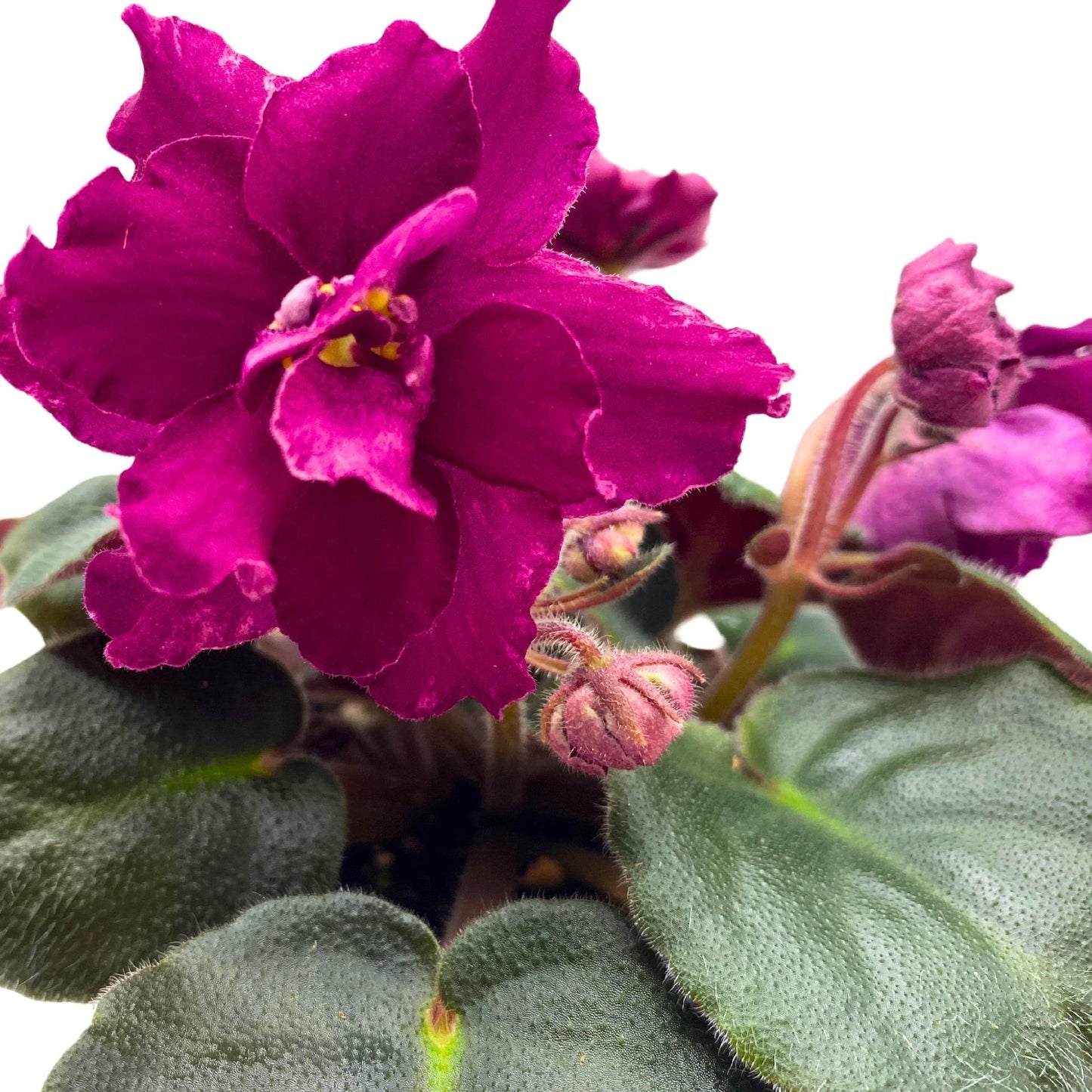 Harmony Foliage EK Socialite African Violet Saintpaulia 4 inch