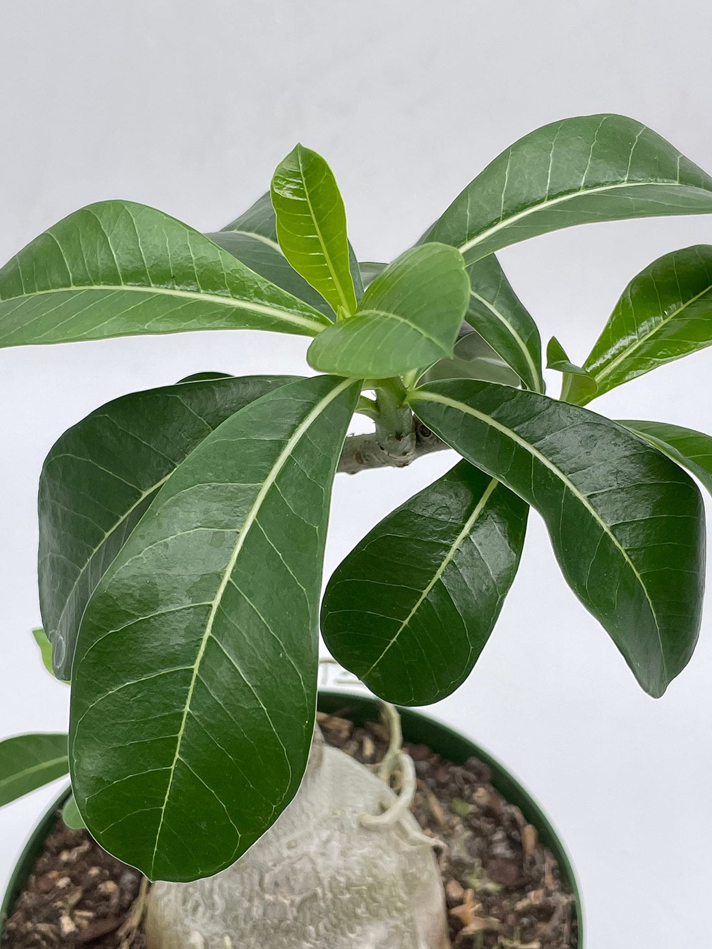 Desert Rose, 6 inch Pot, Adenium Obesum, Very Round Pot Belly Stump