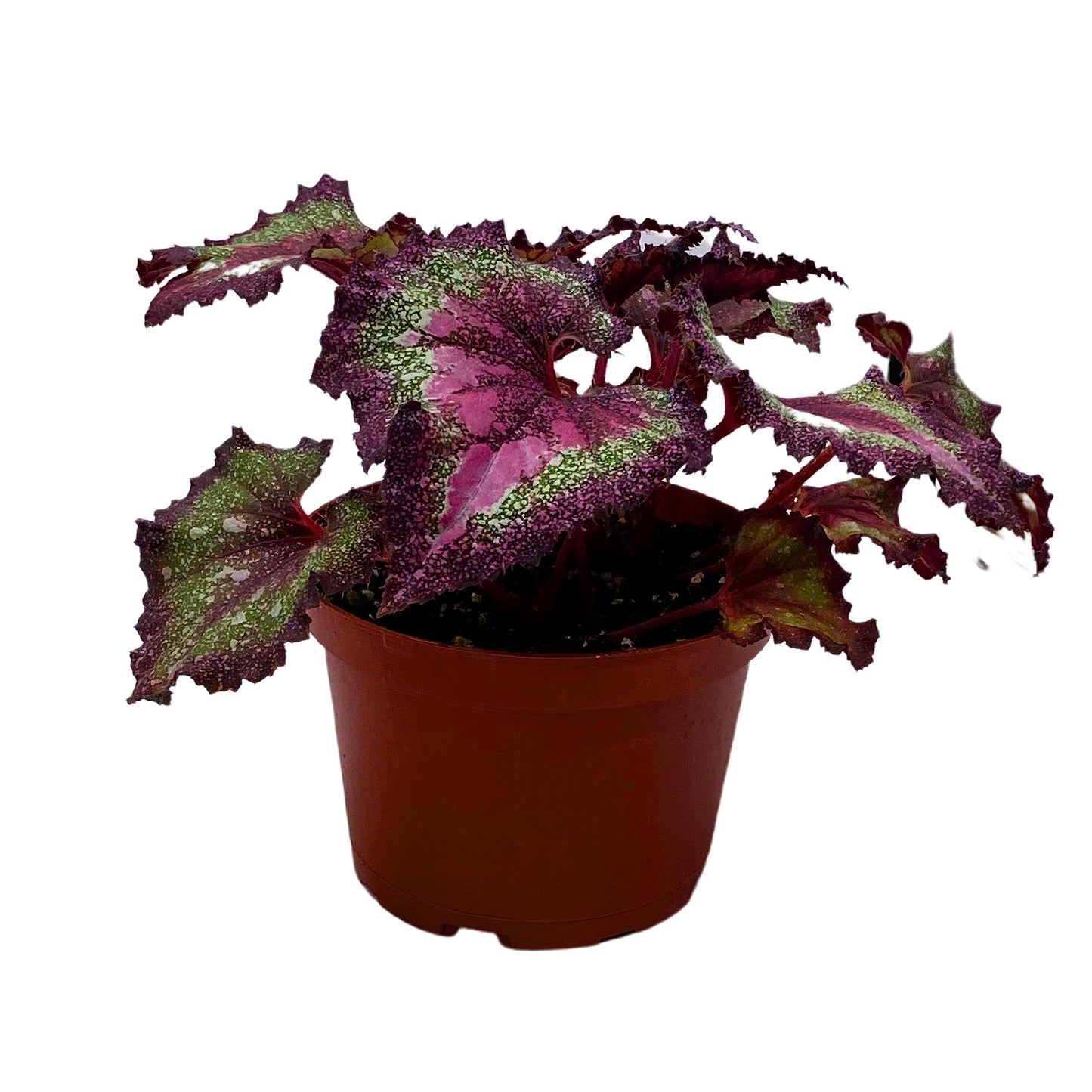 Harmony's BubbleBlooms Love Potion Begonia, Variegated Begonia Rex in 6 inch Pot