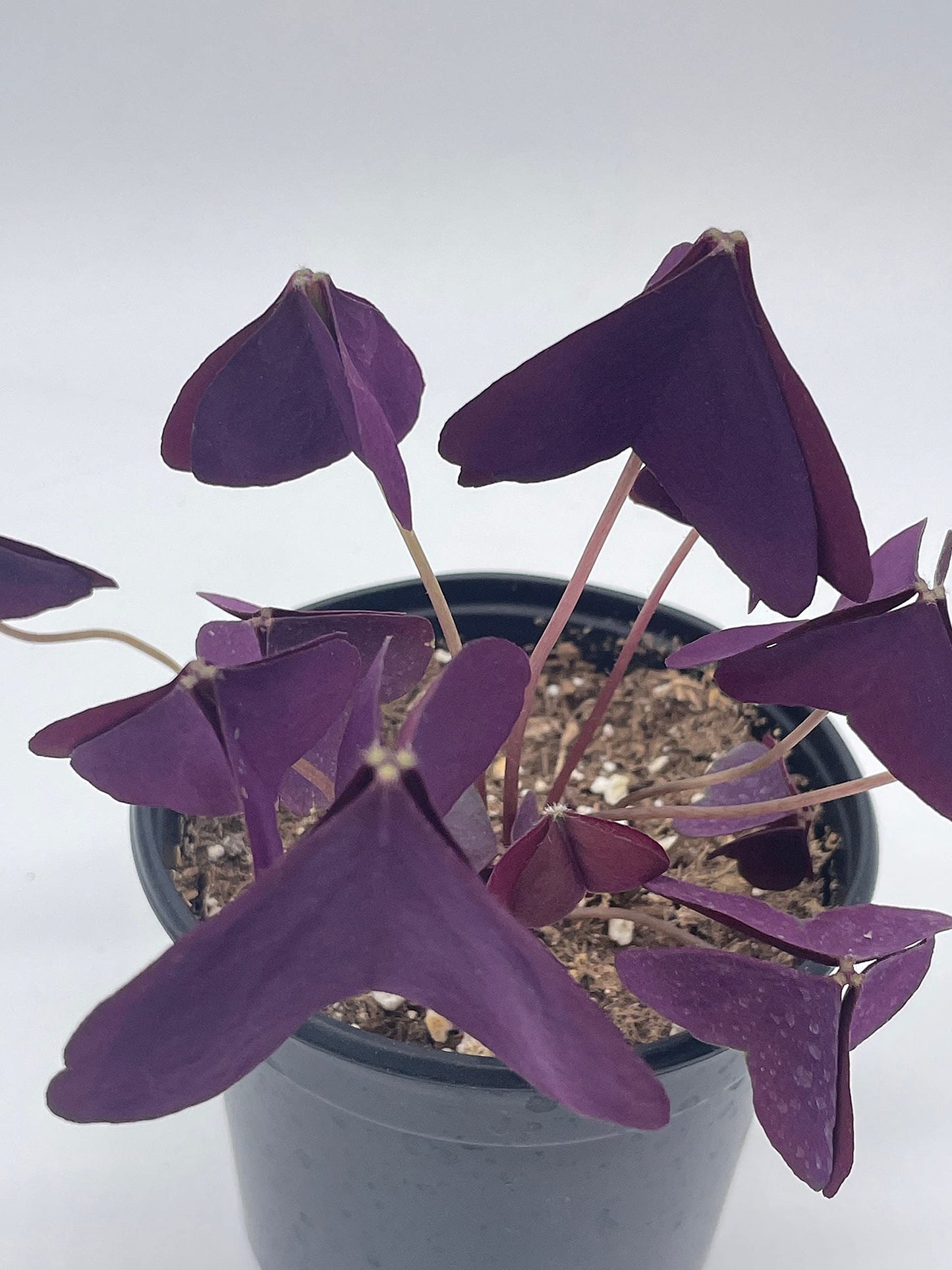 Oxalis triangularis, Purple Shamrock, Butterflies / Butterfly Plant in a 4 inch Pot