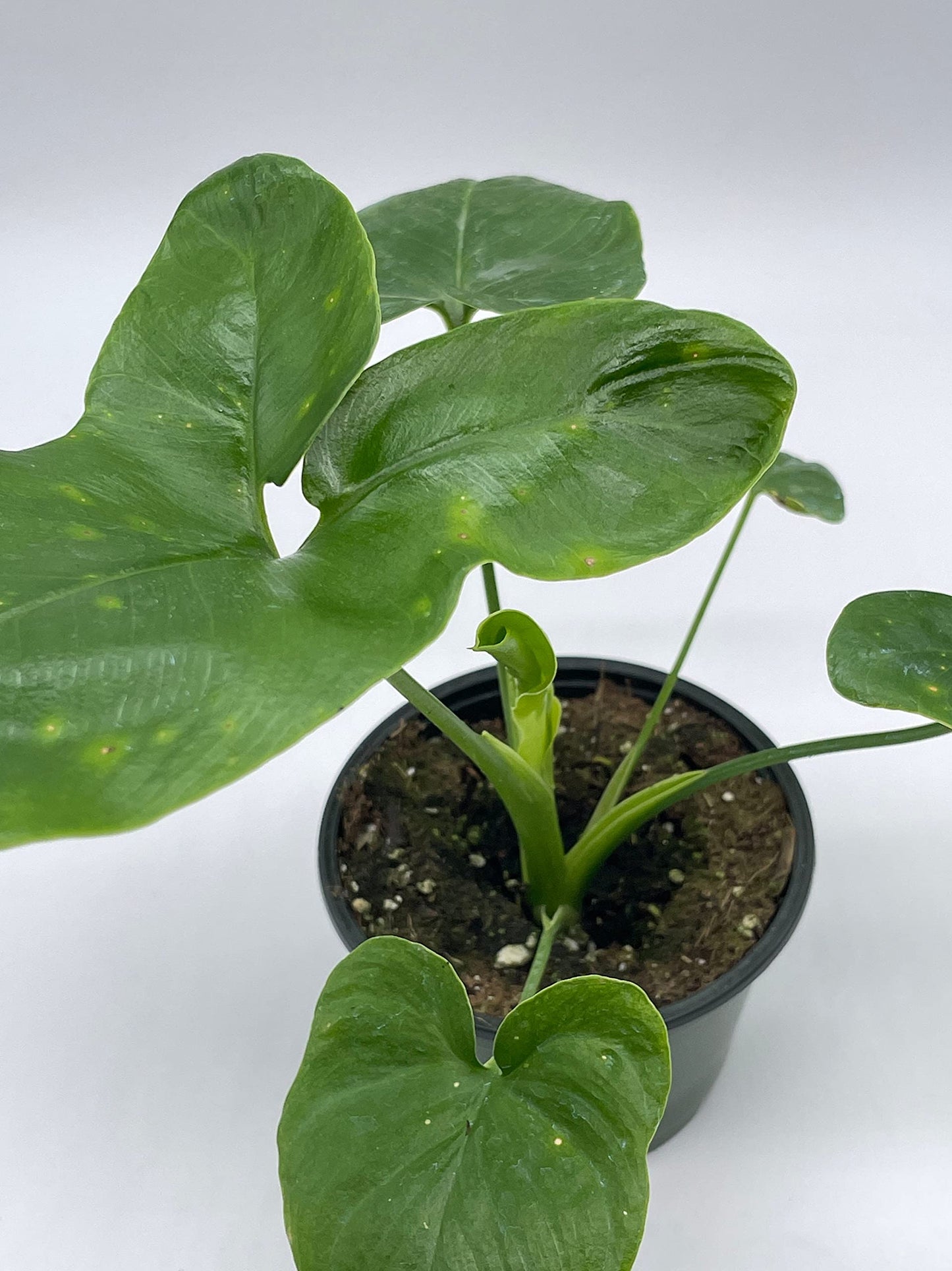 Philodendron Goeldii, 4 inch, Rare Gold Philo, Finger Leaf, Philodendron Fun Bun, Thaumatophyllum spruceanum