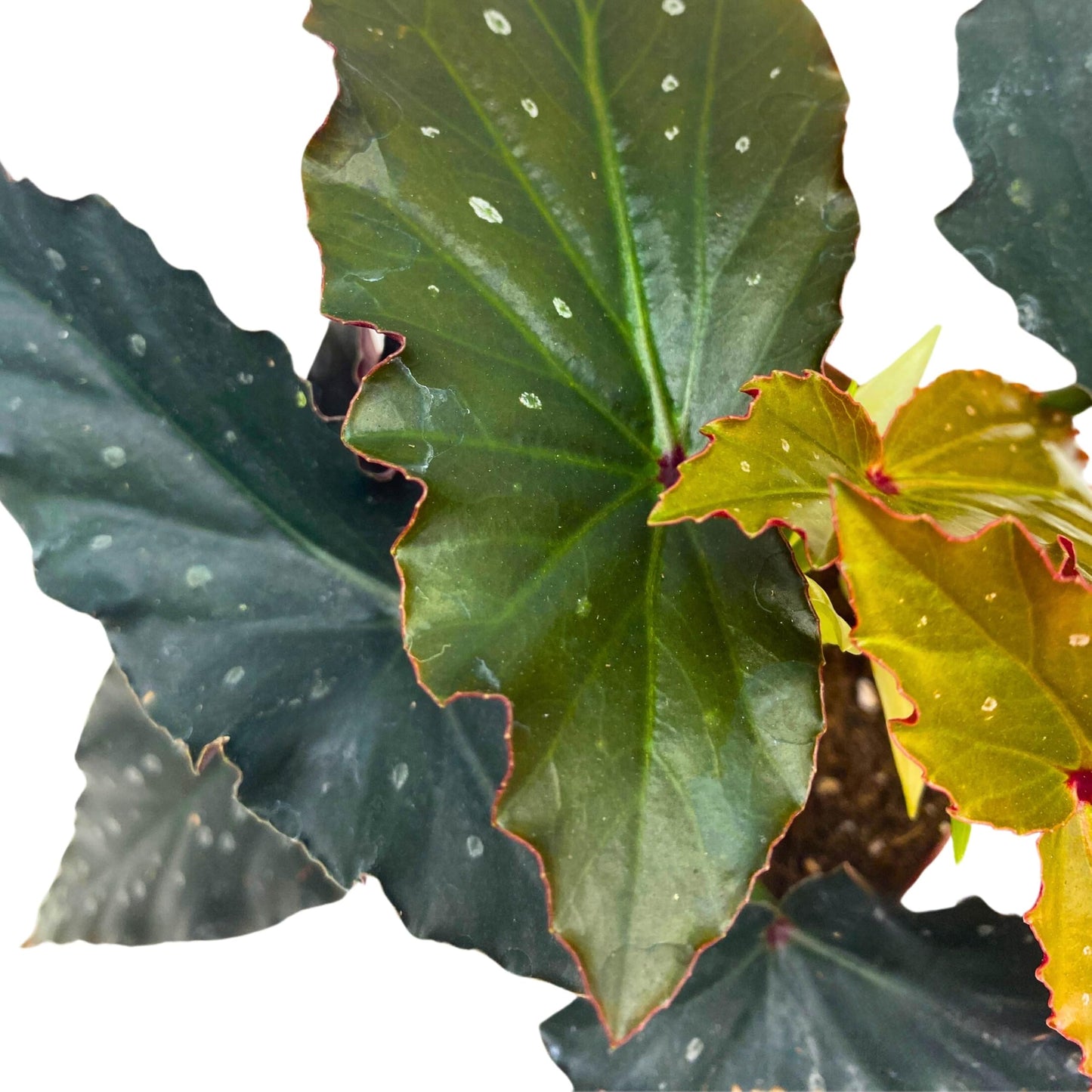 Harmony Foliage Harmony's Silver Fang Angel Wing Begonia 4 inch