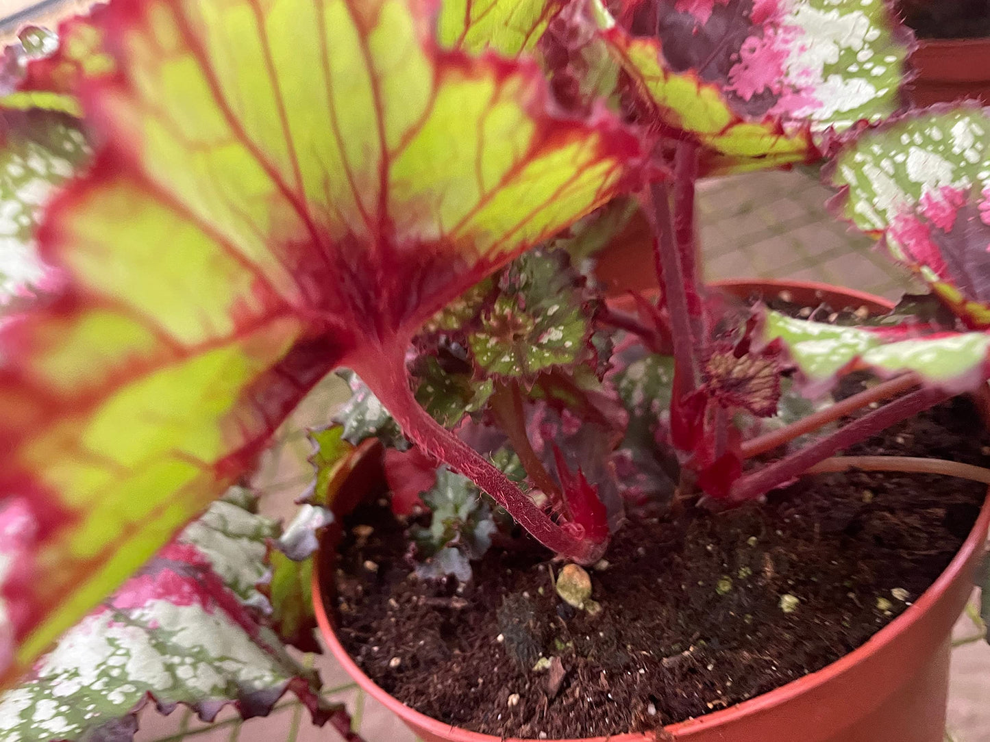 Harmony's First Kiss, in a 6 inch Pot,  Begonia rex