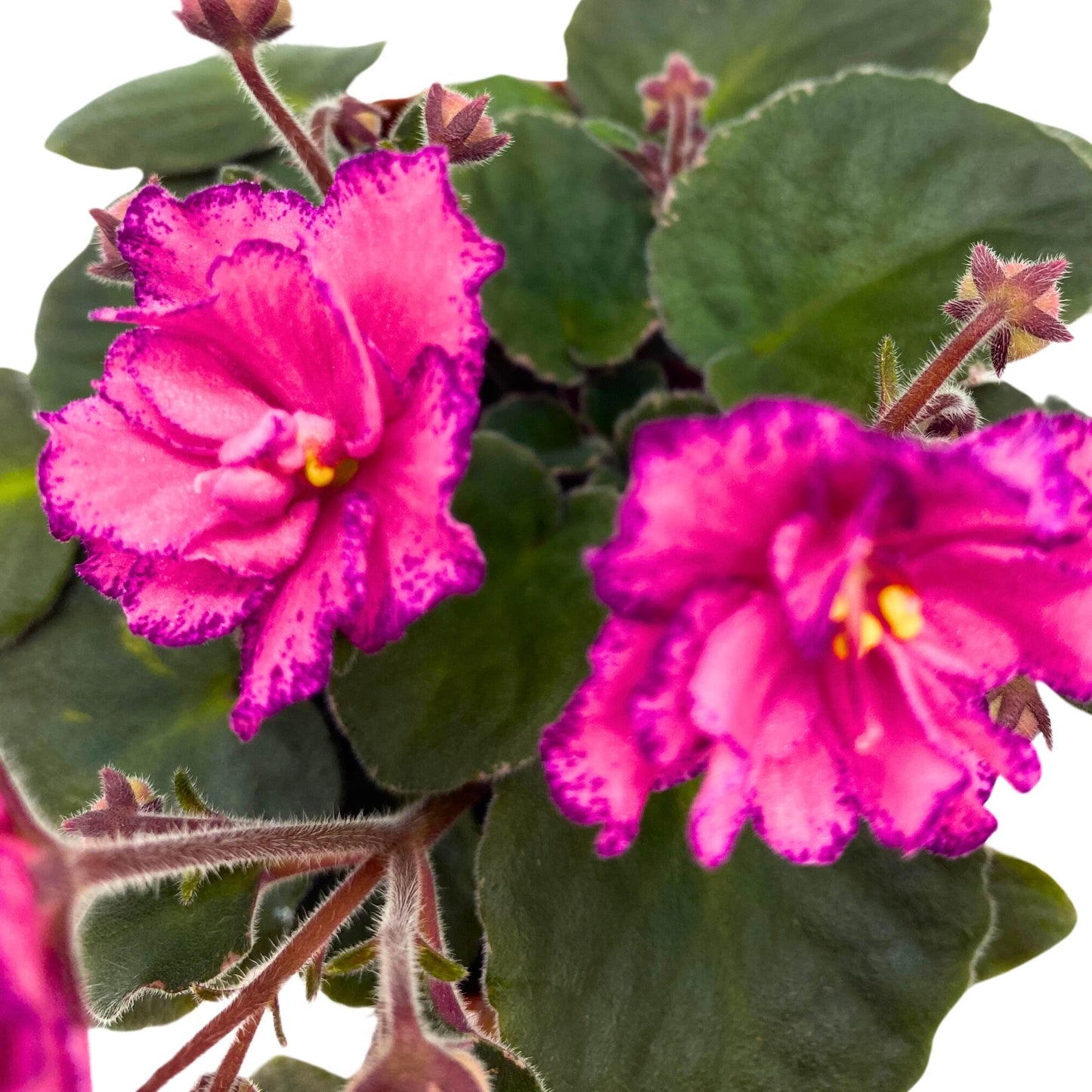 Harmony Foliage Buckeye Cranberry Sparkler African Violet Saintpaulia 4 inch