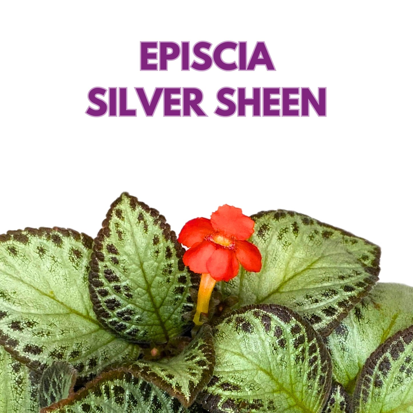 Harmony Foliage Episcia Silver Sheen Flame Violet 6 inch