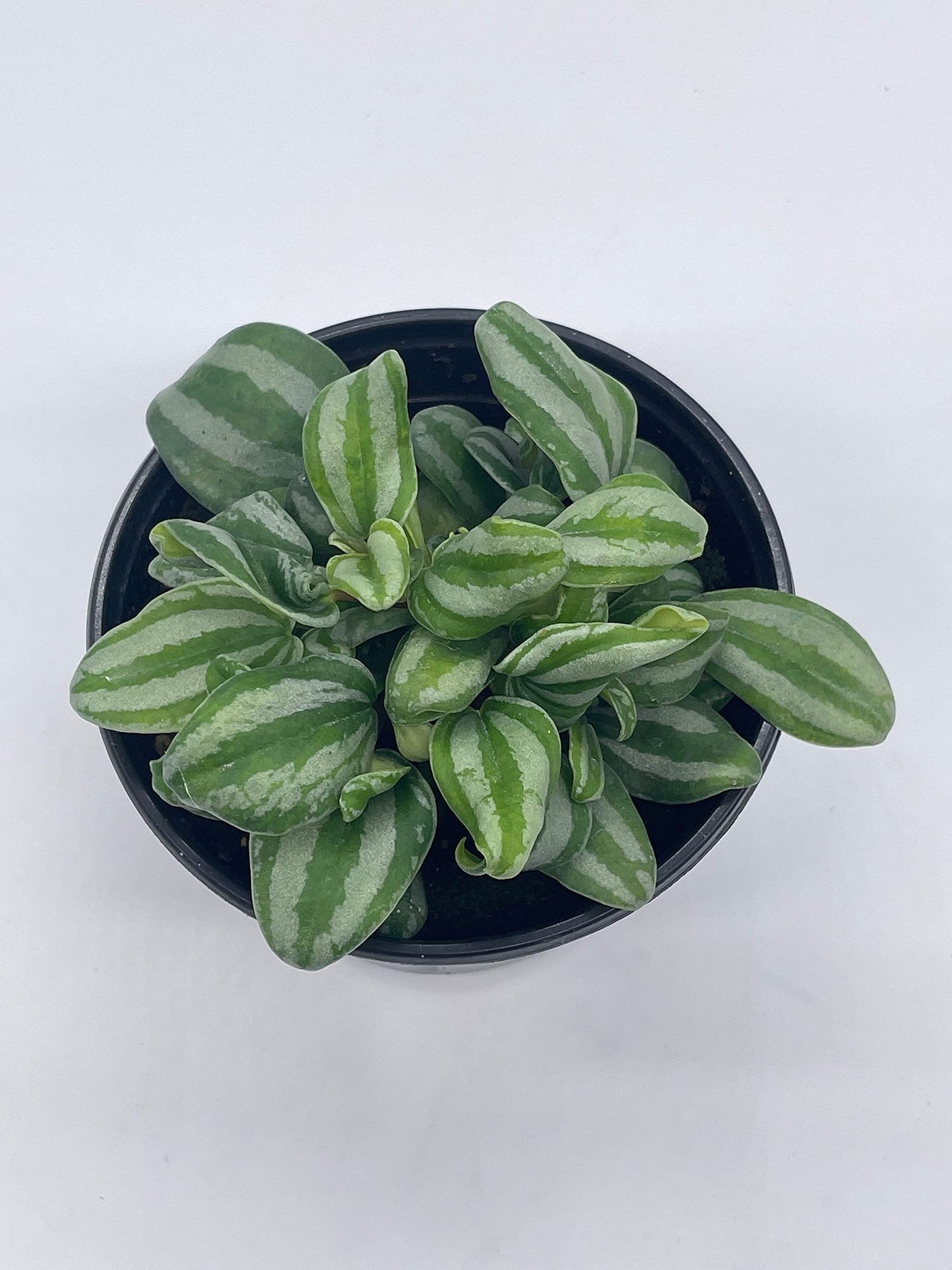 Peperomia Mini Watermelon, 4 inch verschaffeltii