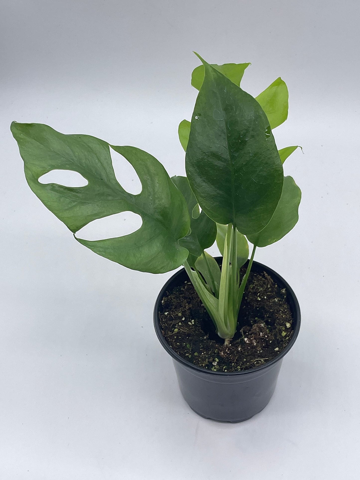 Monstera Minima, 4 inch, Rhaphidophora tetrasperma Philodendron Piccolo, Mini Ginny,