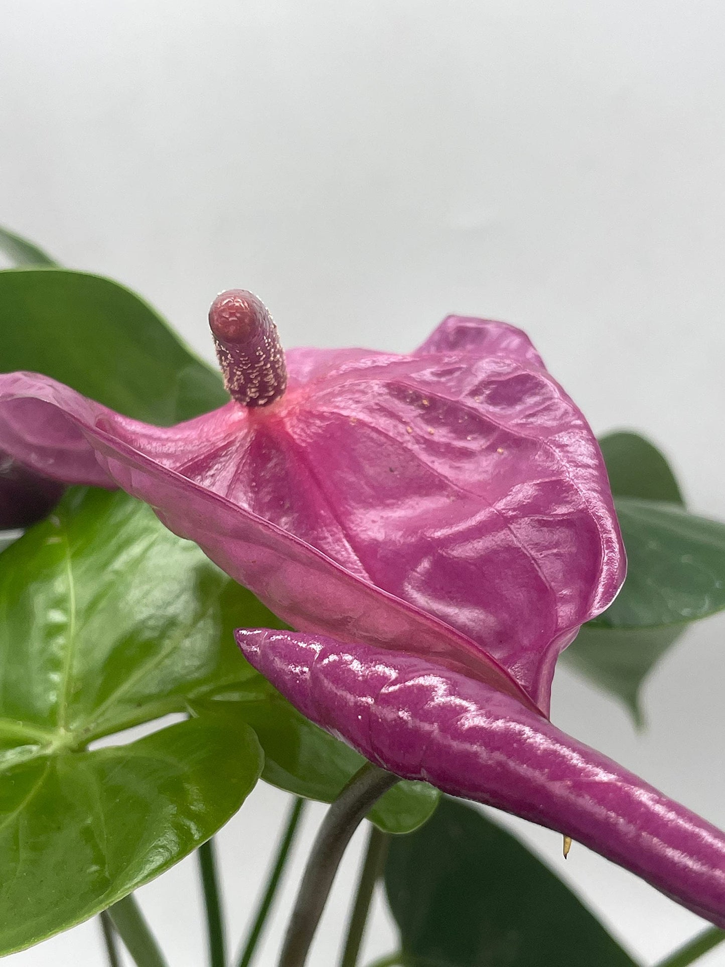 Anthurium Purple, in 6 inch Pot