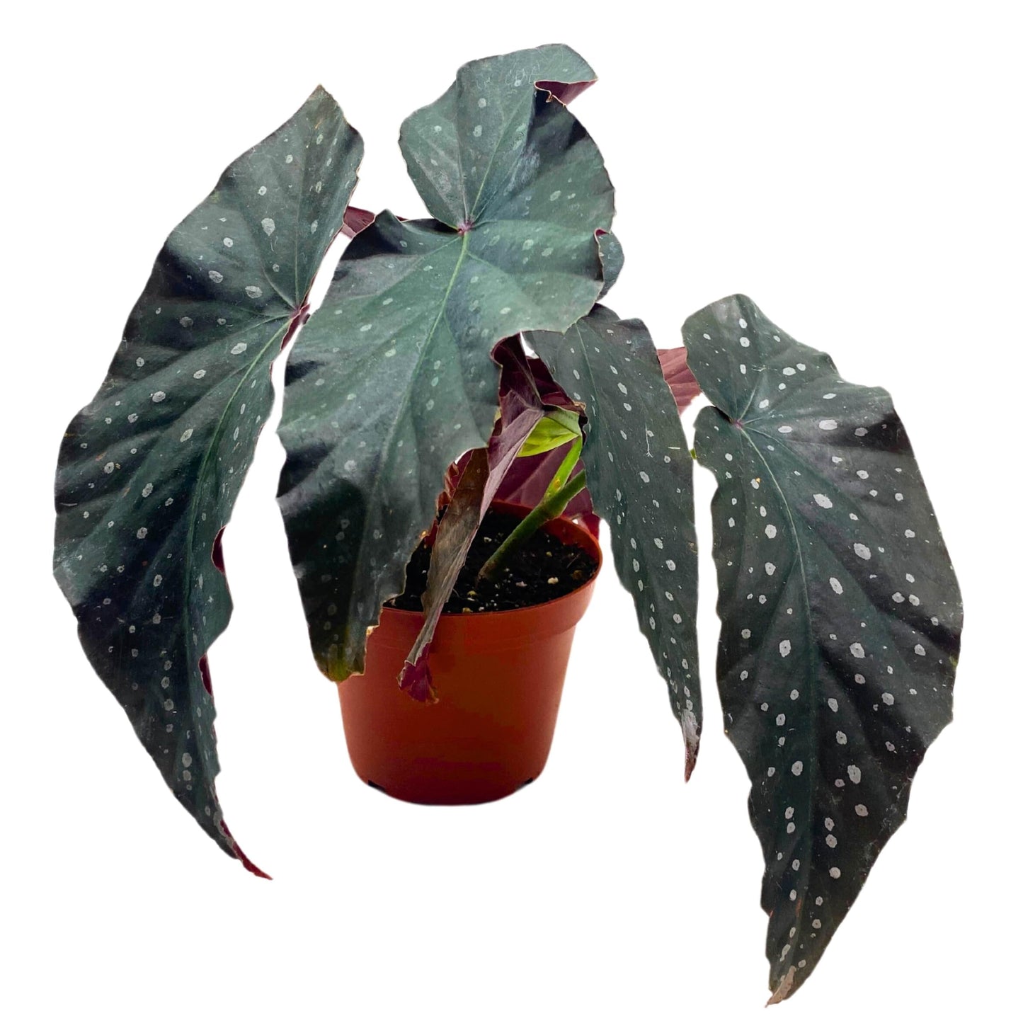 Harmony Foliage Harmony's Dark Horse Angel Wing Begonia 4 inch